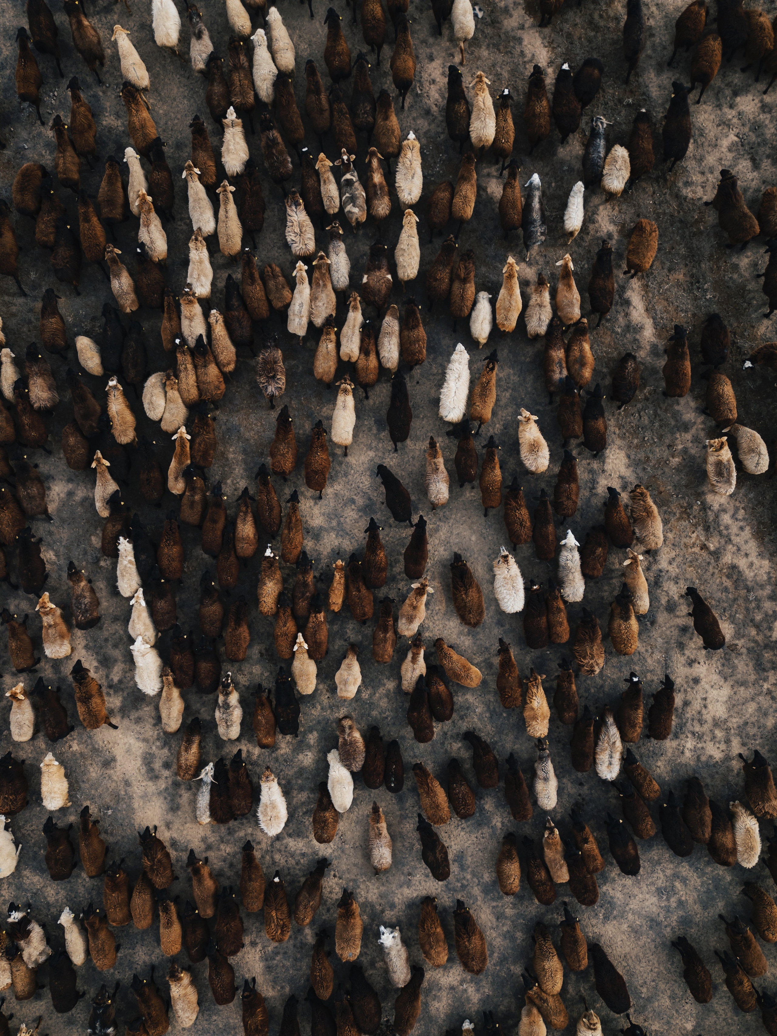 Aerial photography. Фотограф в Алматы Виктор Магдеев