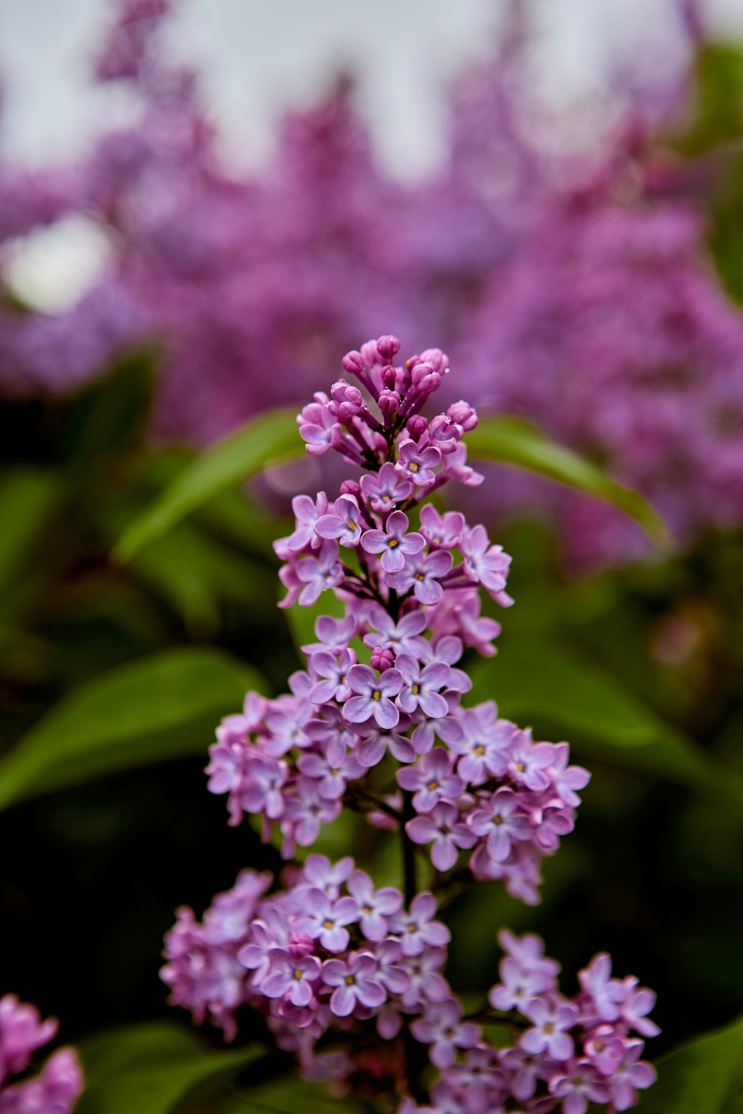 Сирень в полном цвету, отражающая красоту Божьего творения, фото Николая Голованова, г. Дзержинск.