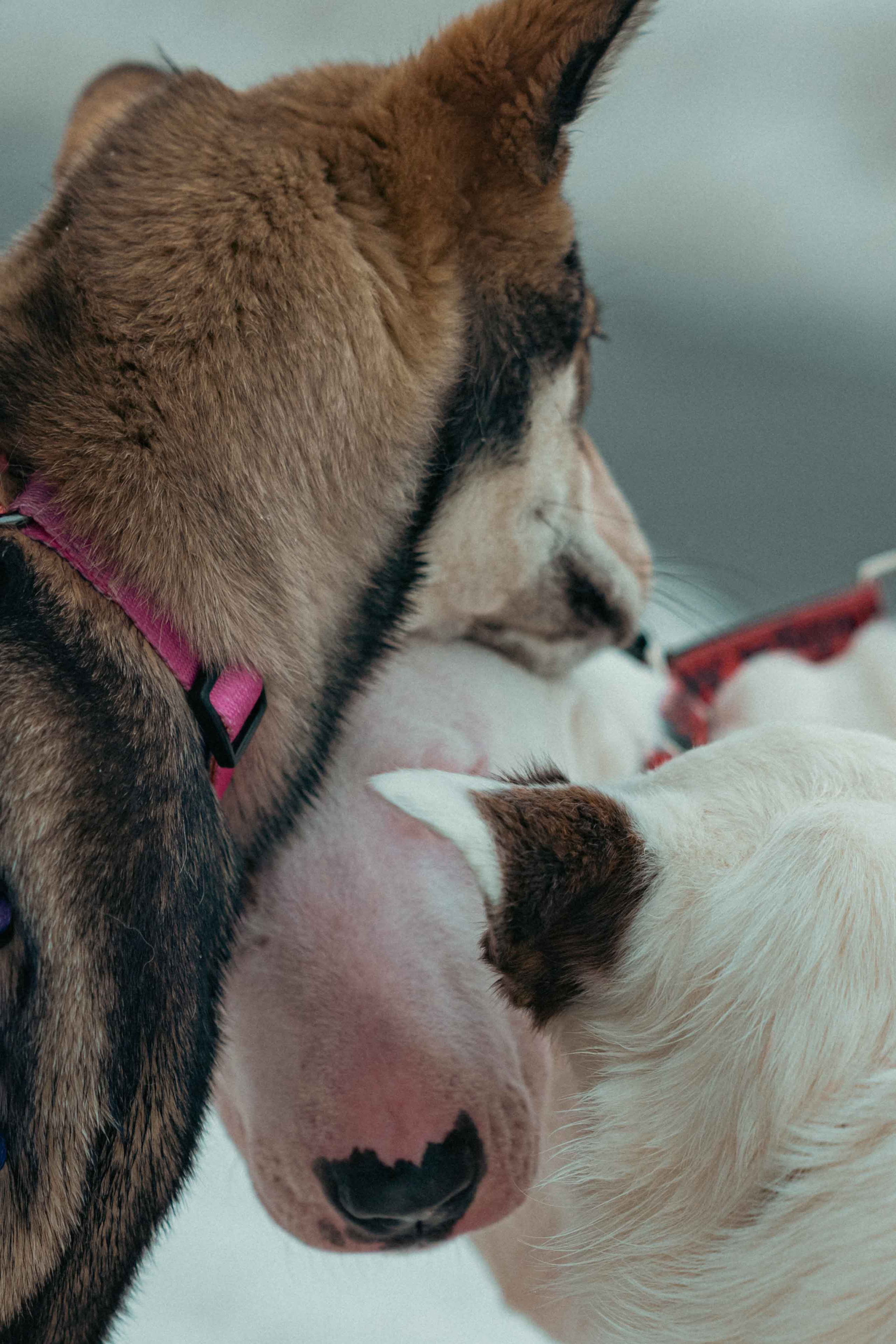 Шами. Фотограф-анималист в Москве Лера Черноног