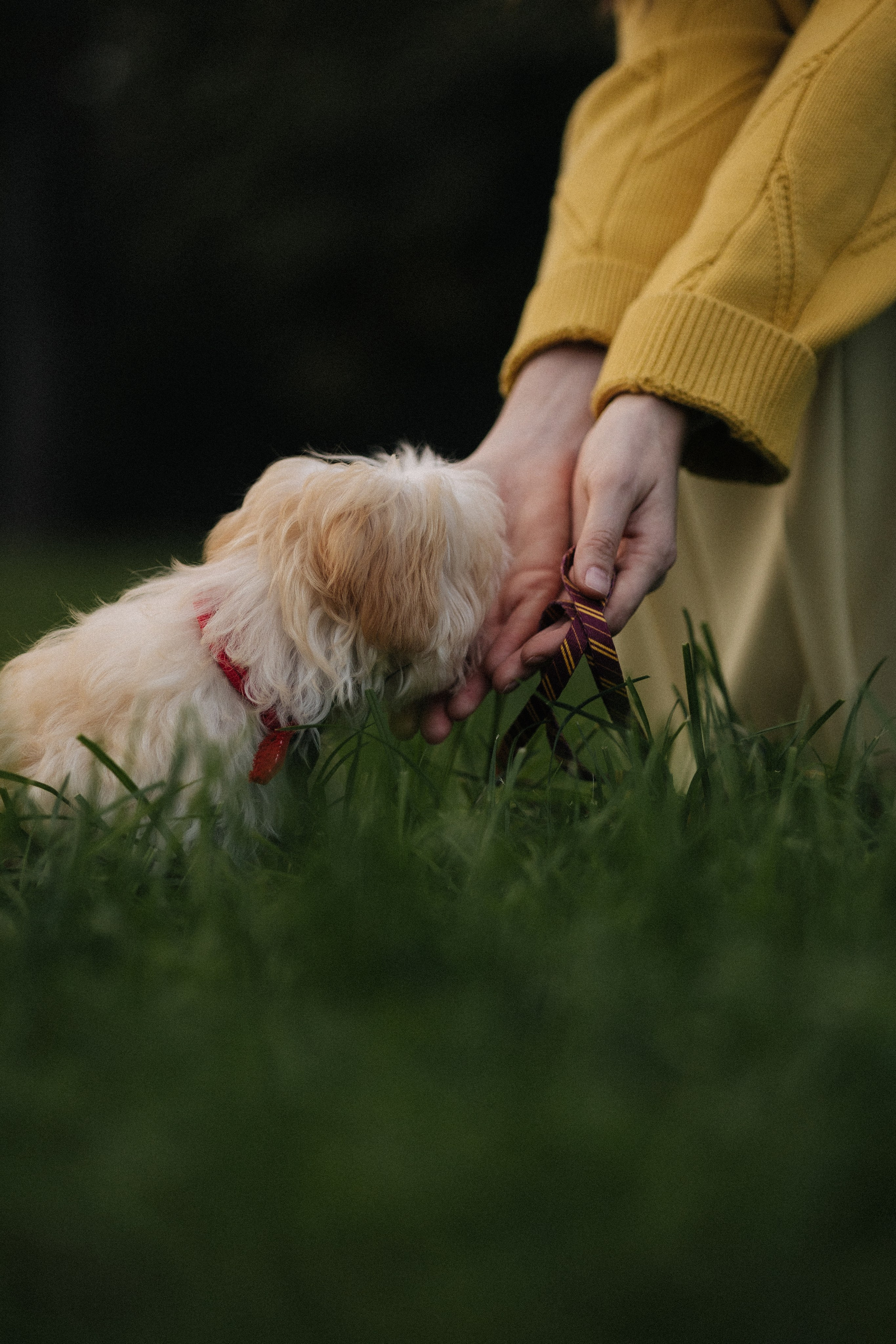 Оля и Бри. Фотораф — анималист Мария Шистка