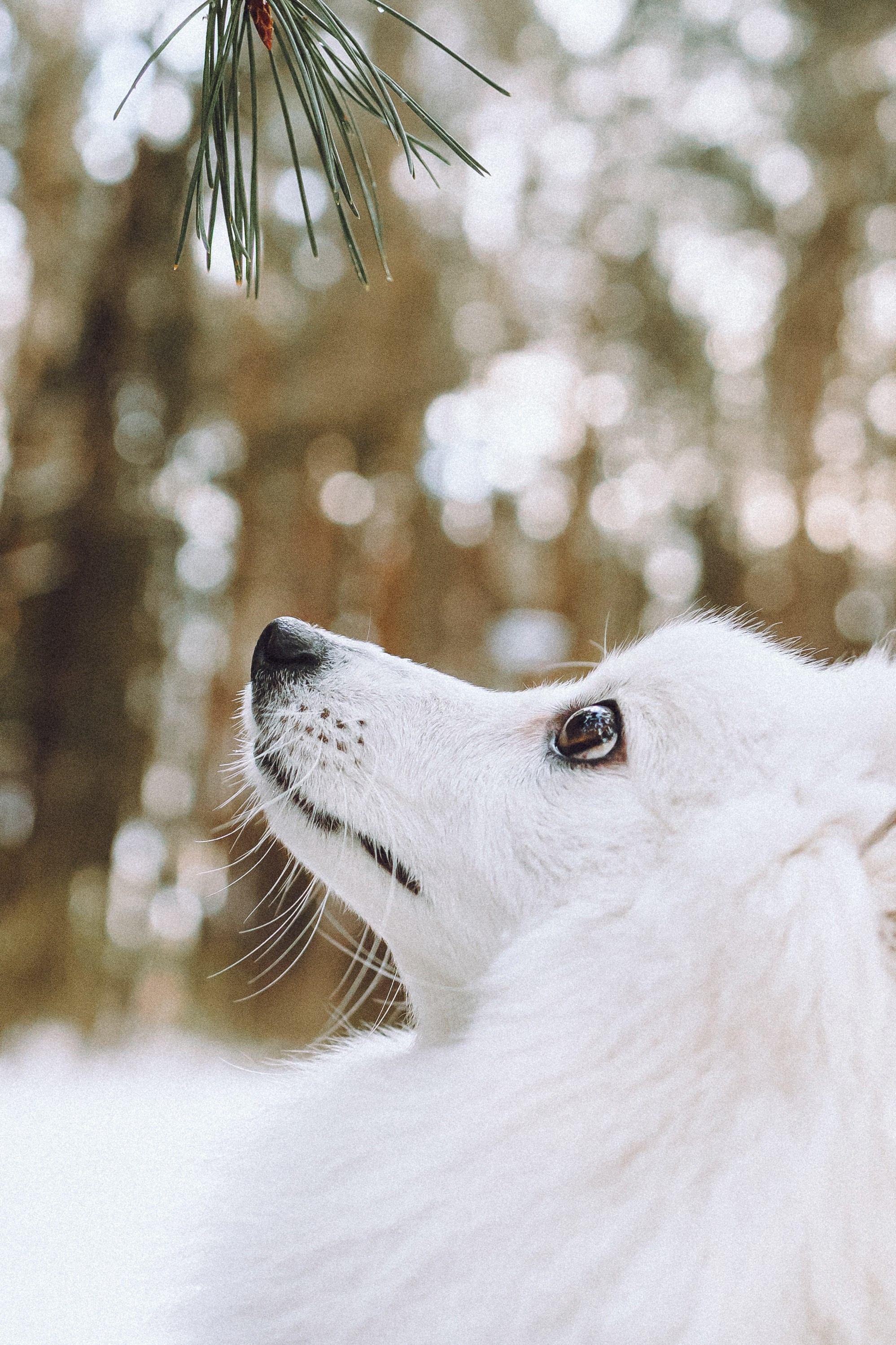 Шани и ее семья