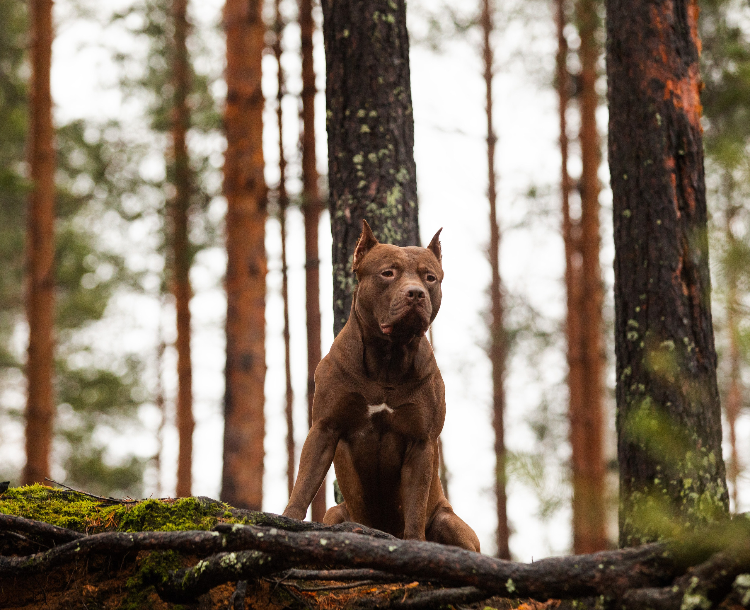 Прогулочные фотосъёмки лес, поле. Фотограф-анималист Павлова Любовь
