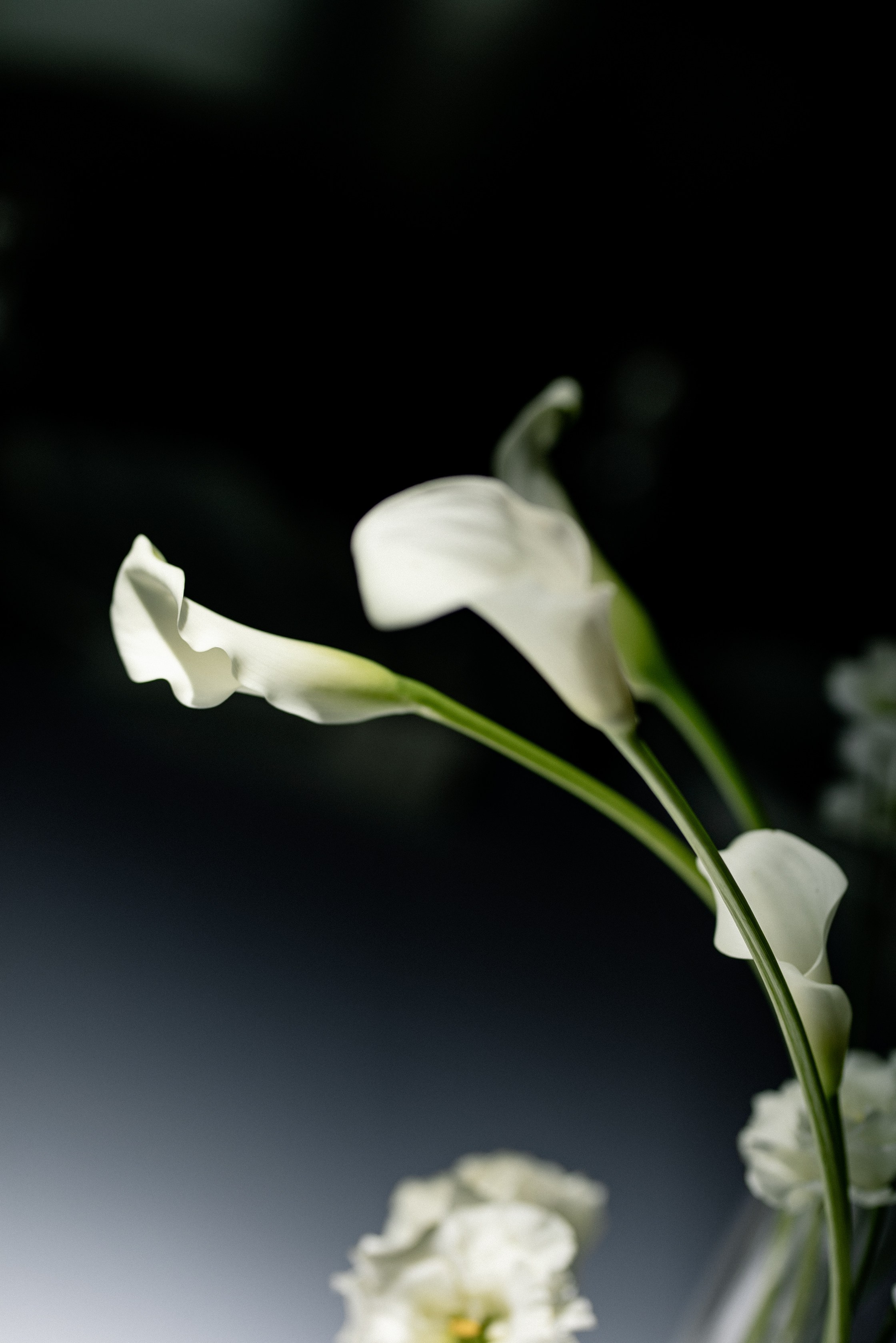 Заур и Анна. Свадебный и семейный фотограф в Орша