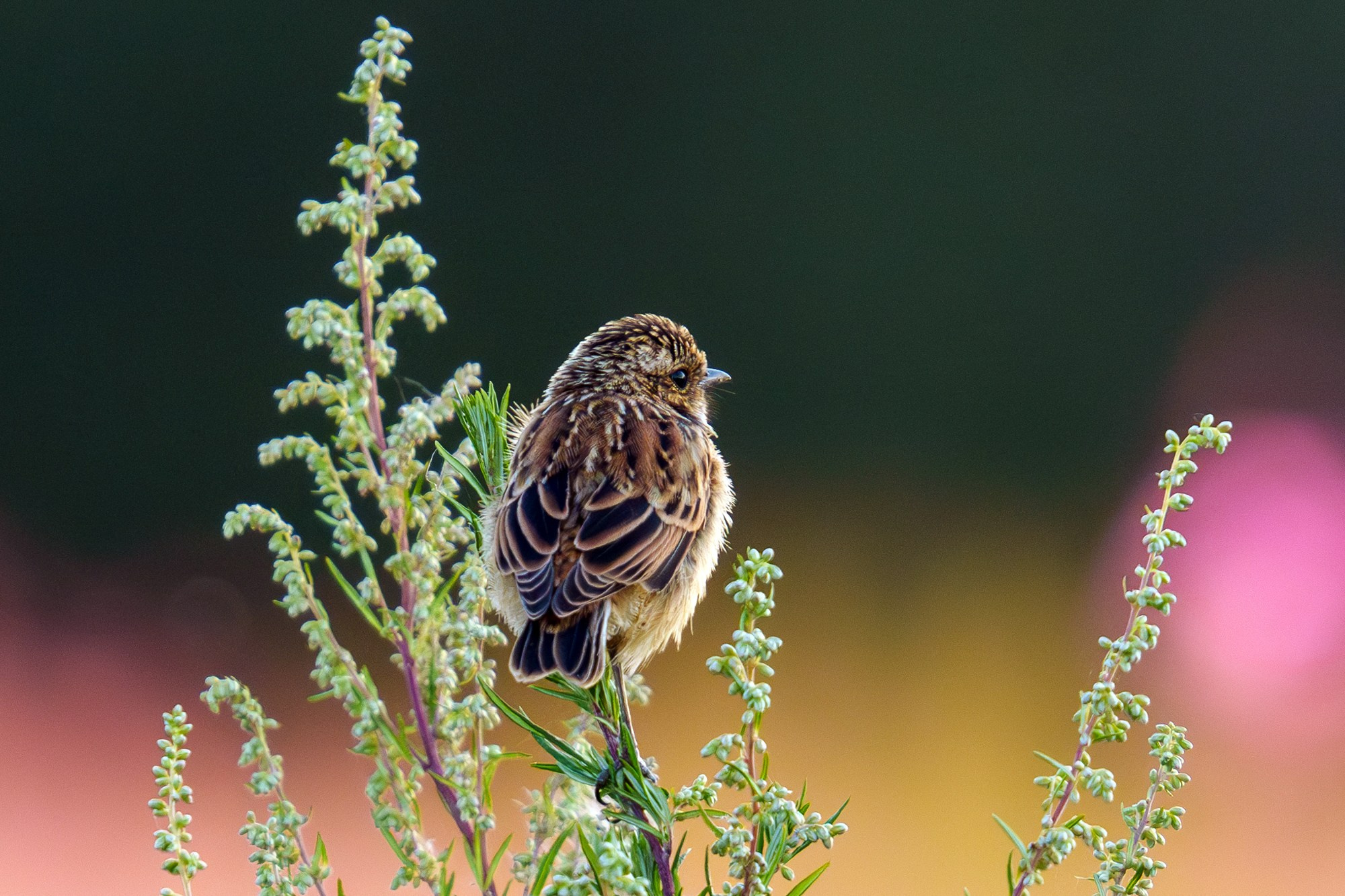 Удивительные мир птиц. Вокруг нас столько прекрасного — присмотритесь!. Ваш личный фотограф Марина Волкова