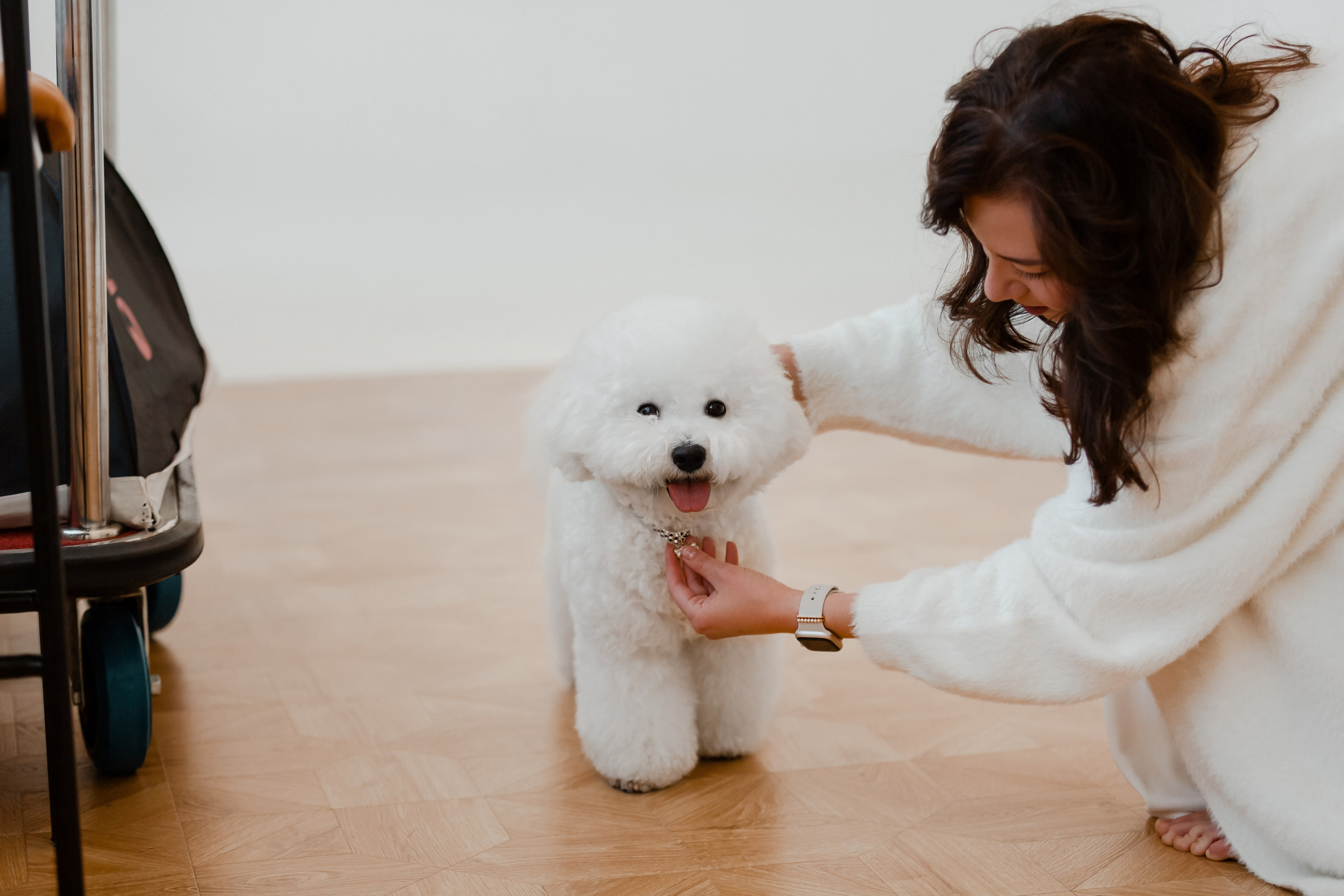 Бишон-фризе. Фотограф-анималист в Краснодаре Маша Мельникова