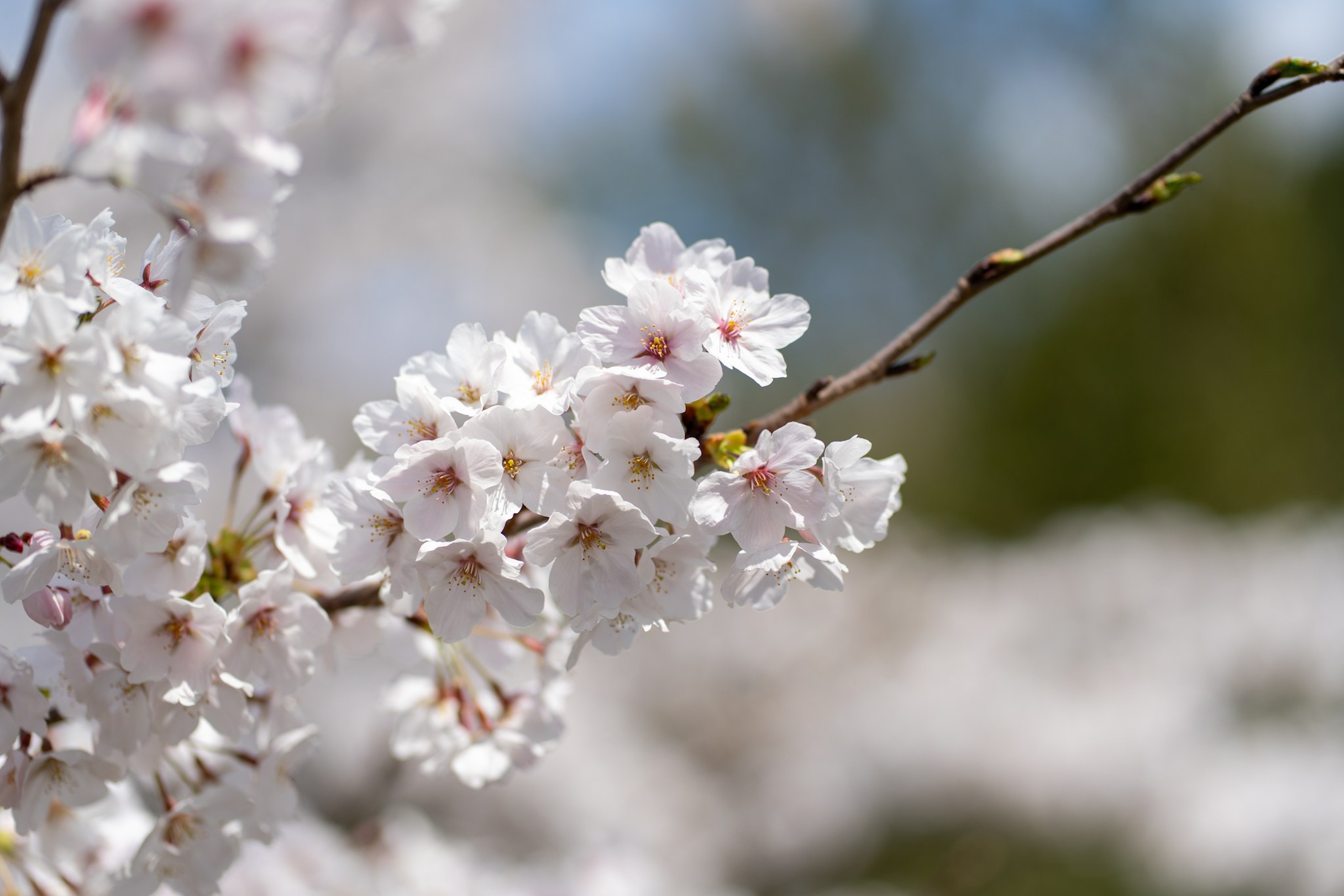 Япония, сакура