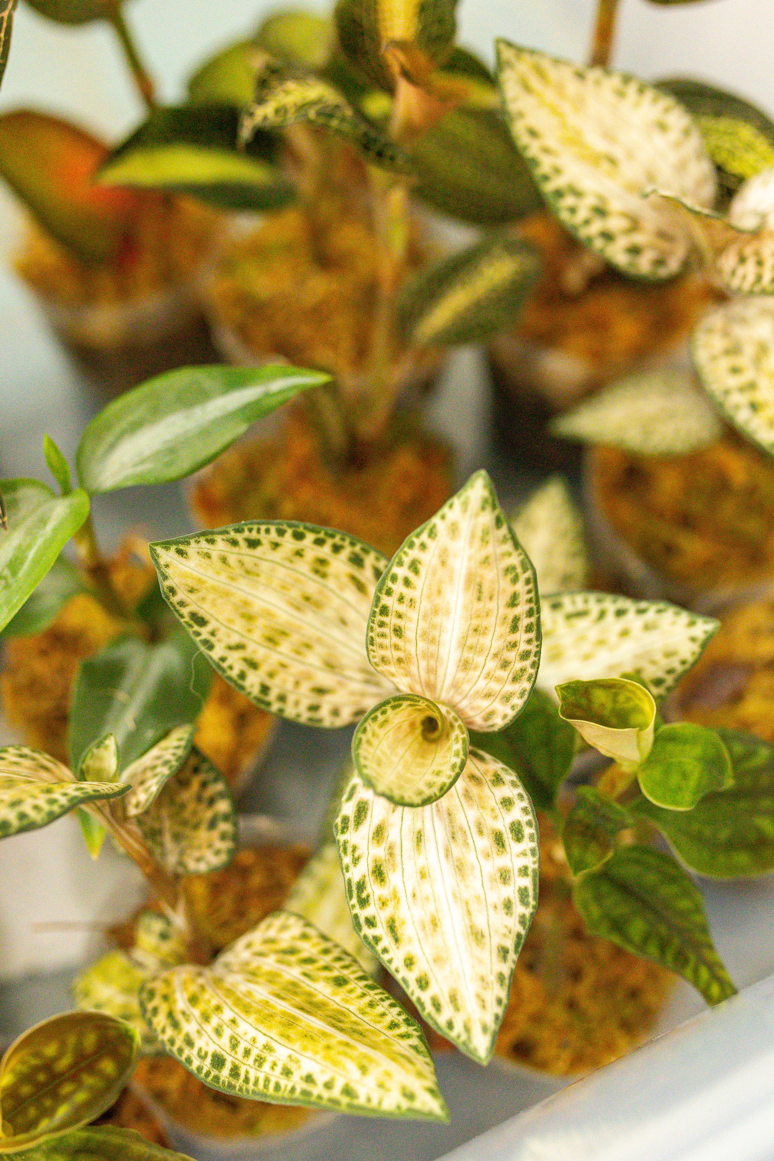 Орхидиум сентябрь 2025. Александра Куликова фотограф, Москва