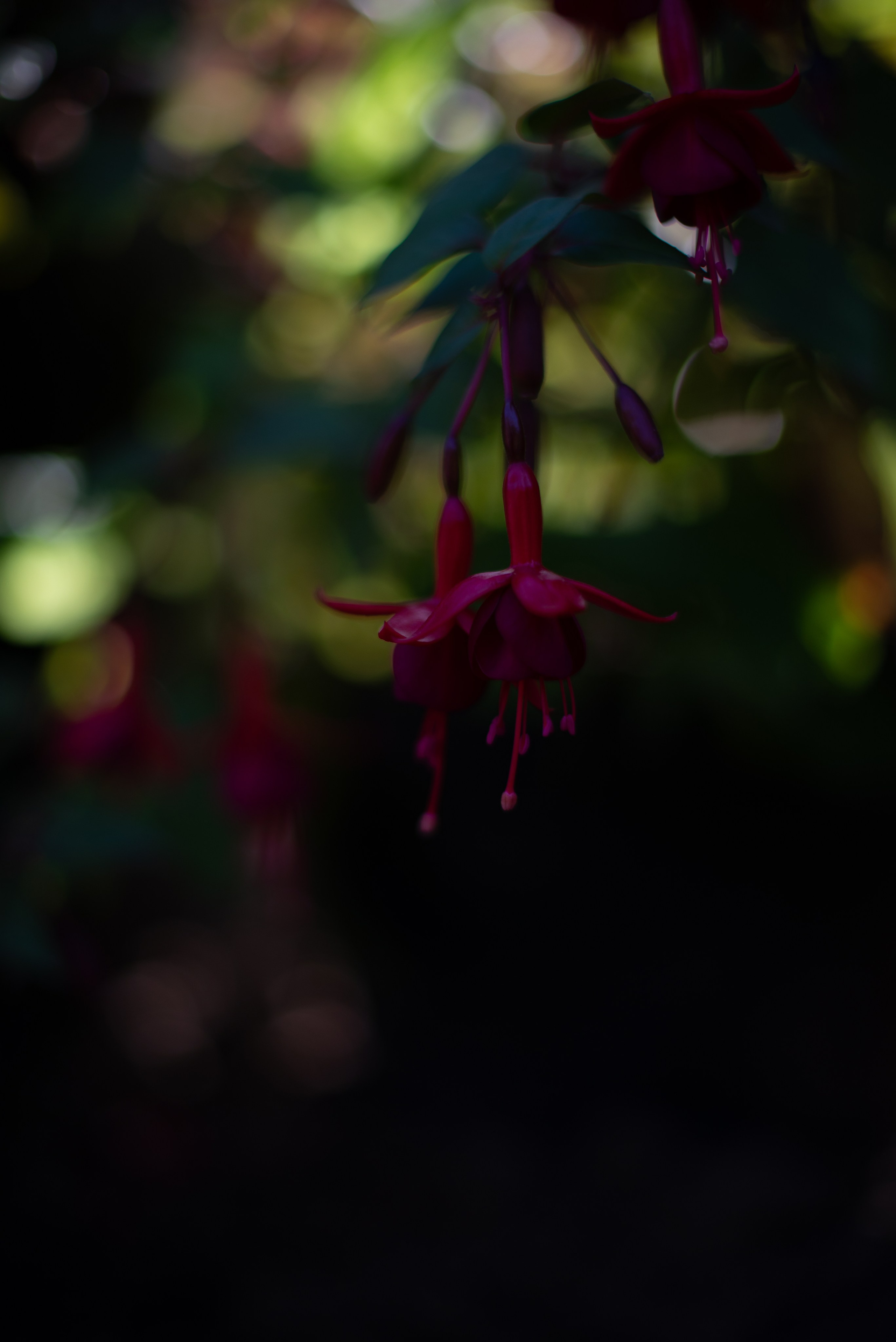 Цветы сада МГУ. Victoria Radjevna Репортажный Фотограф — Видеограф Москва • Санкт-Петербург