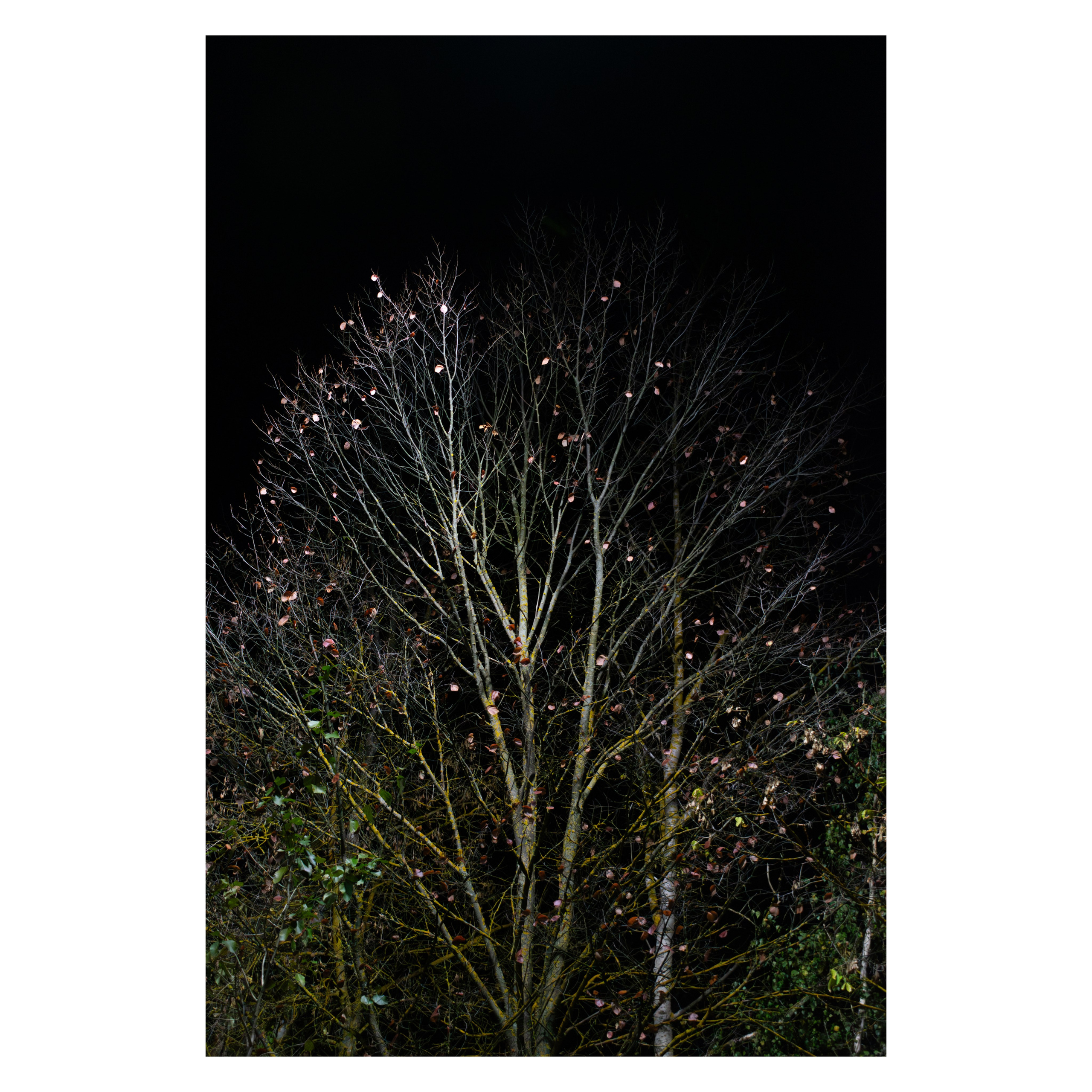 Гербарий. Художественный фотограф в Калуге