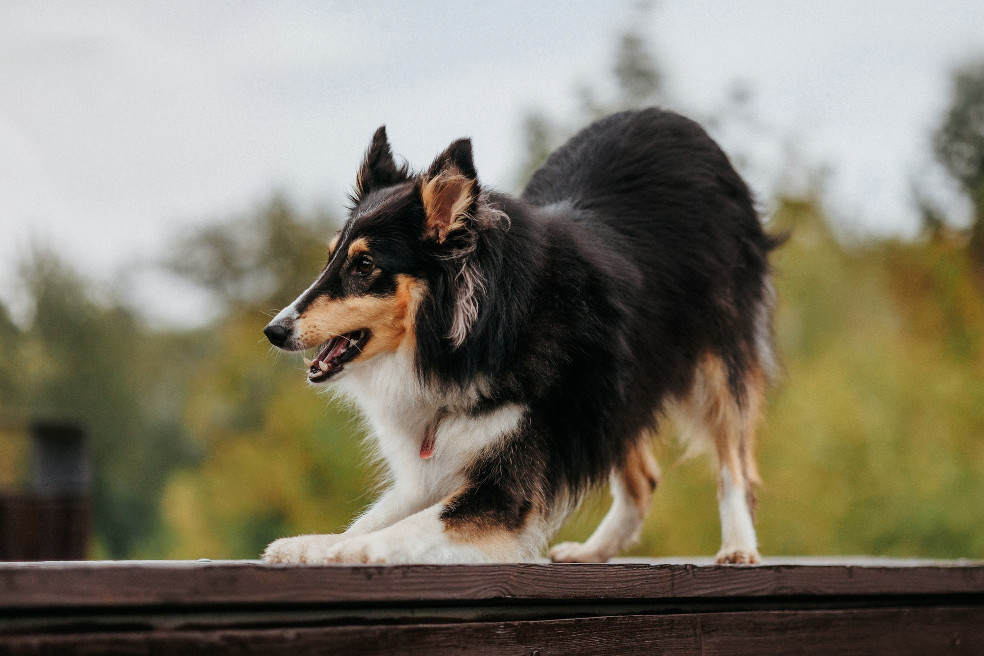 Федор, Саша и Груша. Фотограф-анималист Елена Радченко, Москва