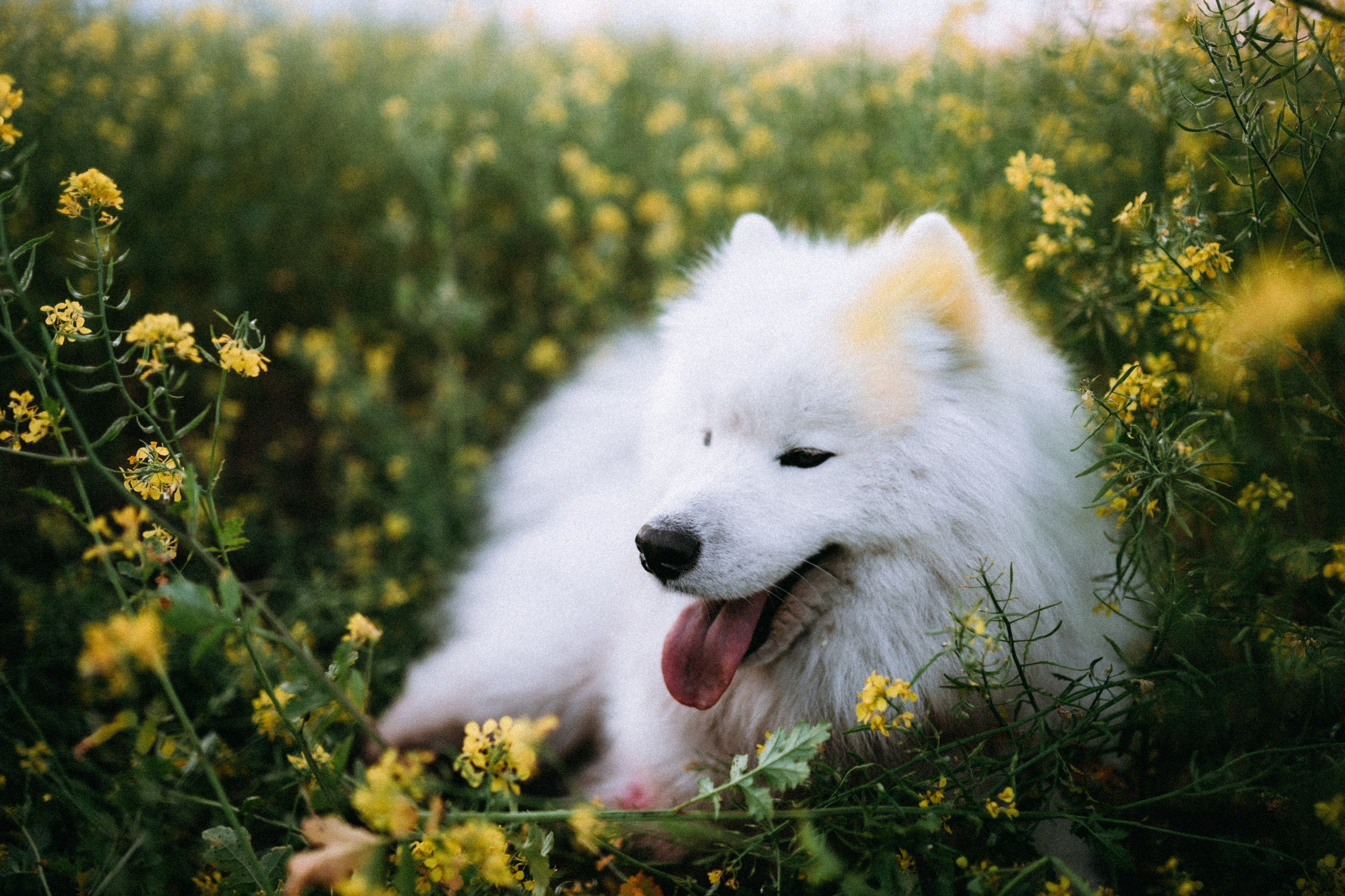 Сергей + Вика. Лайфстайл фотограф в Чебоксарах и Санкт-Петербурге Тоня Бекнёва