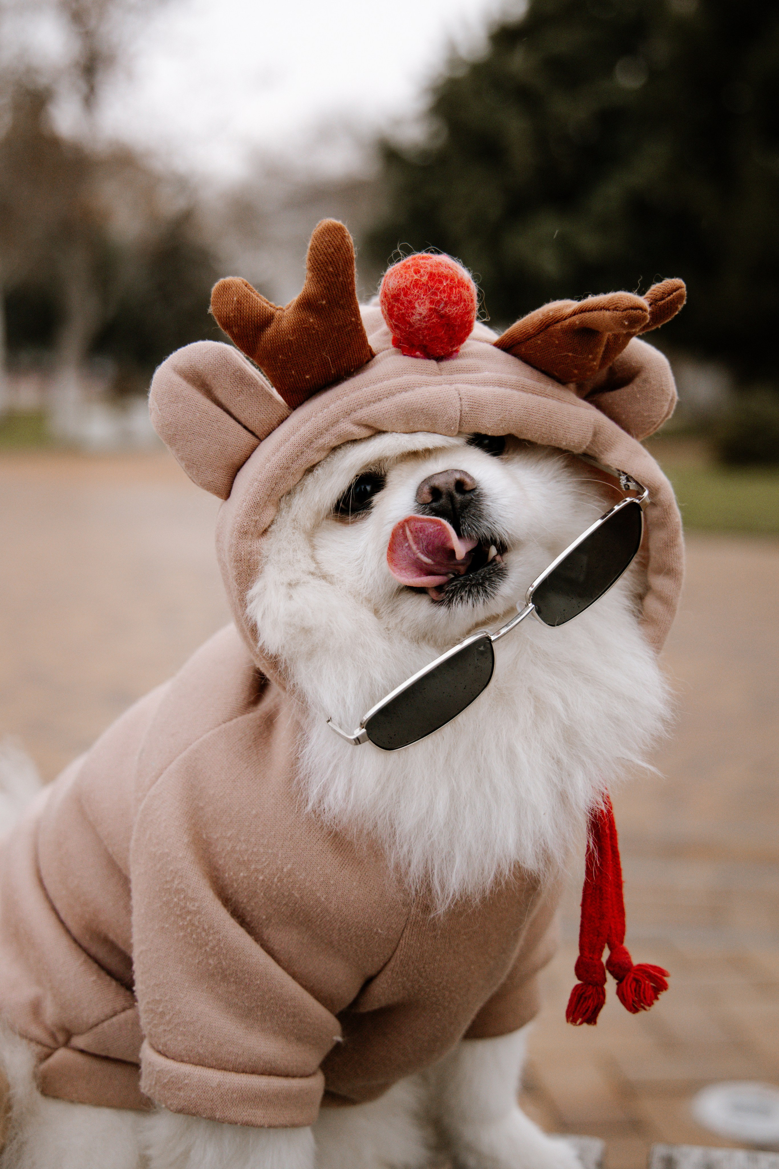 Питомцы. Семейный фотограф | Керчь | Ивановская Виктория