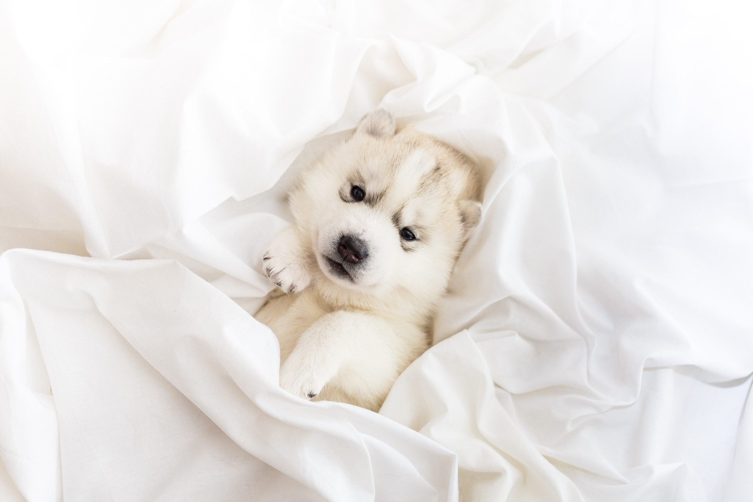 Собаки, кошки и др. животные. Семейный фотограф в Екатеринбурге