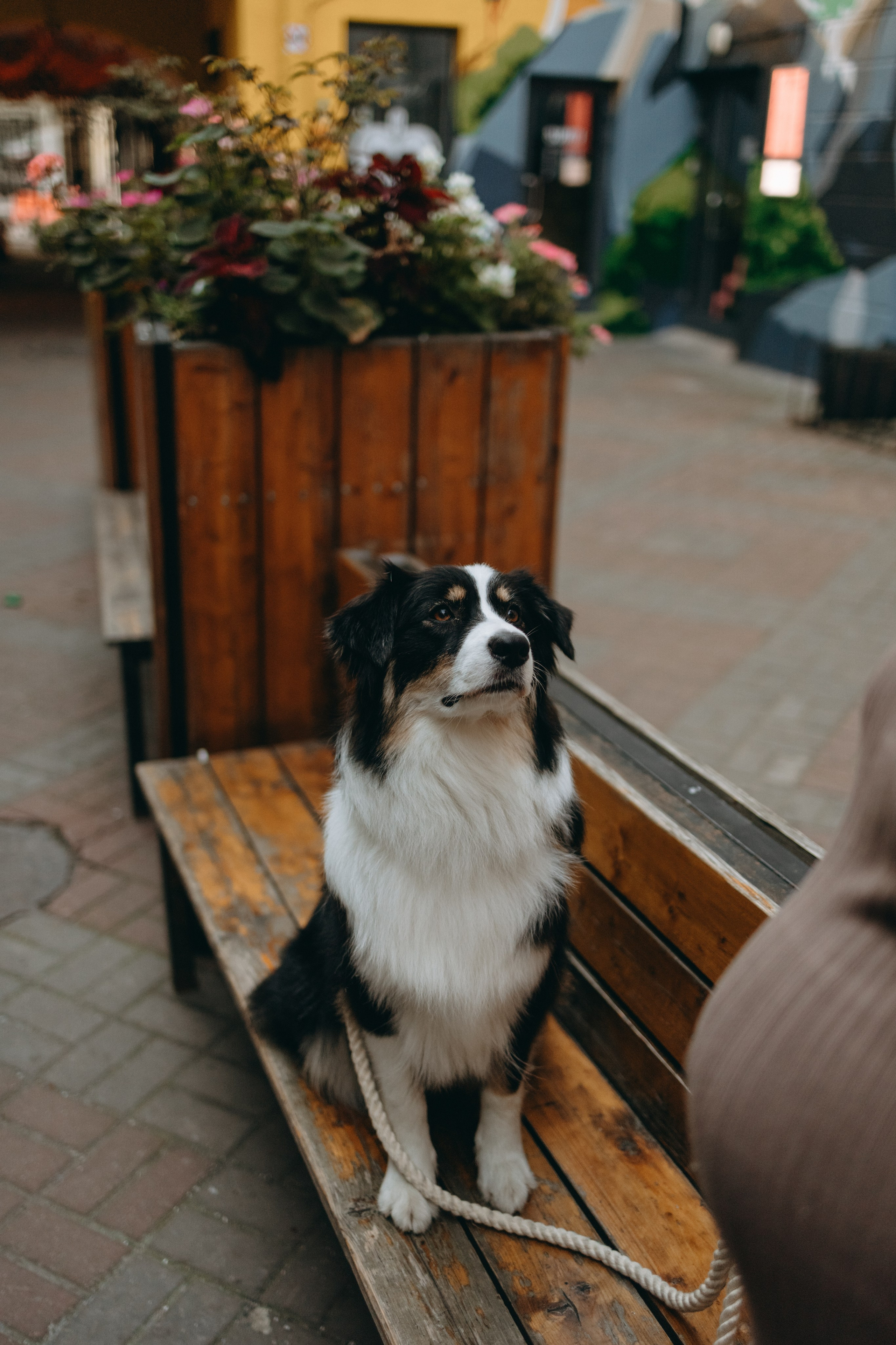 Катя и ее девочки. Фотограф — Анималист | Санкт-Петербург
