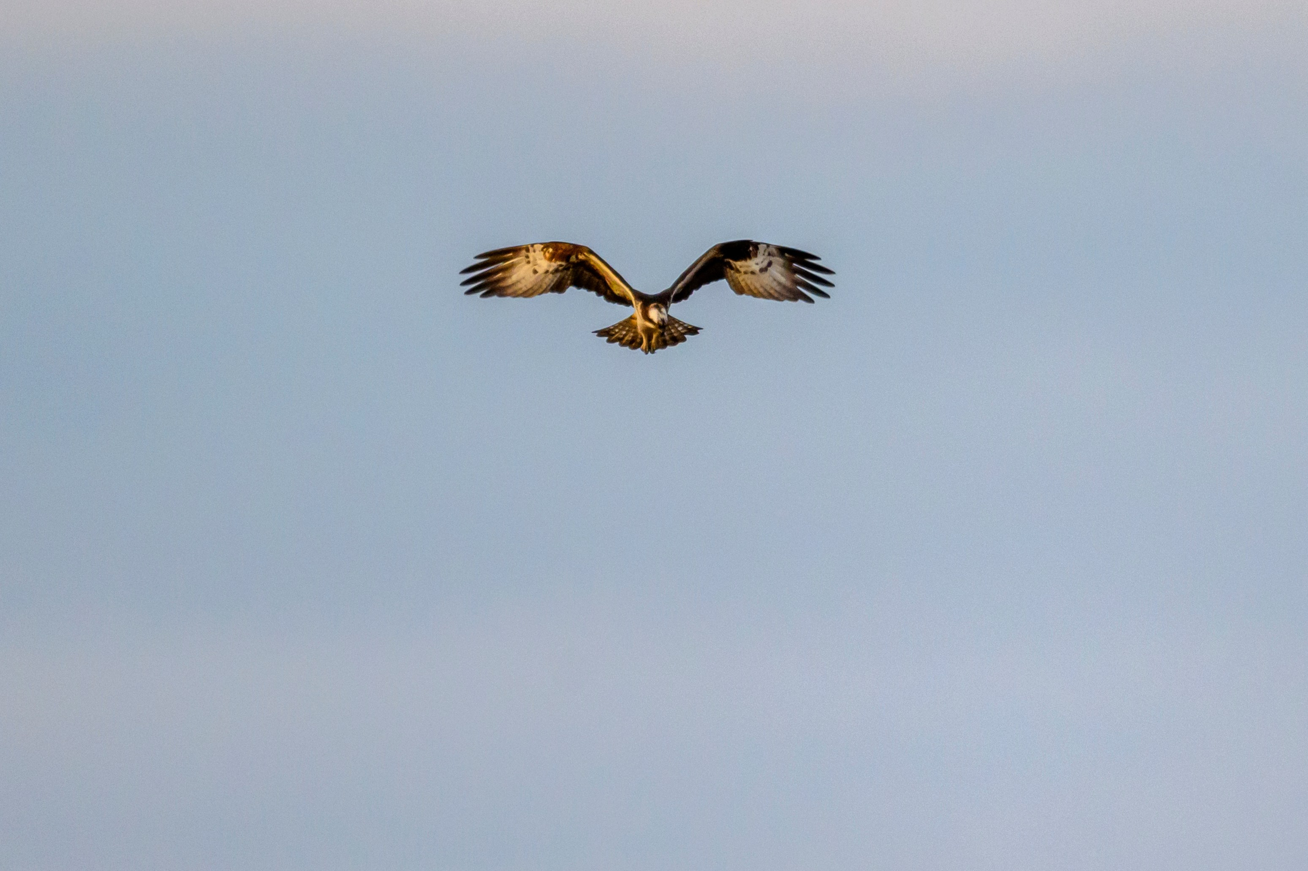 Дуплет скопы. Wildlife photography by Sergey Puponin