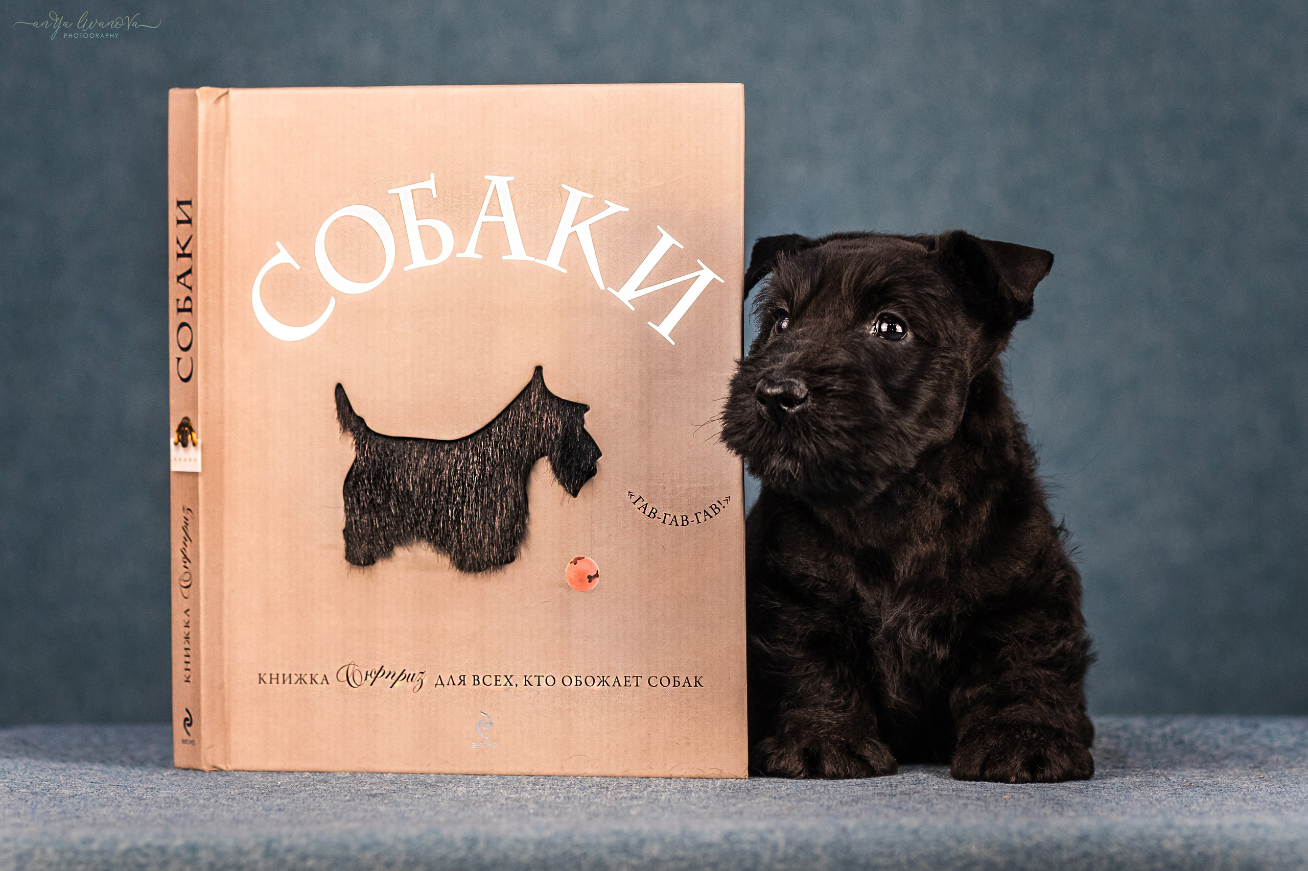 Скотти. Фотограф анималист Аня Ливанова | Рыбинск