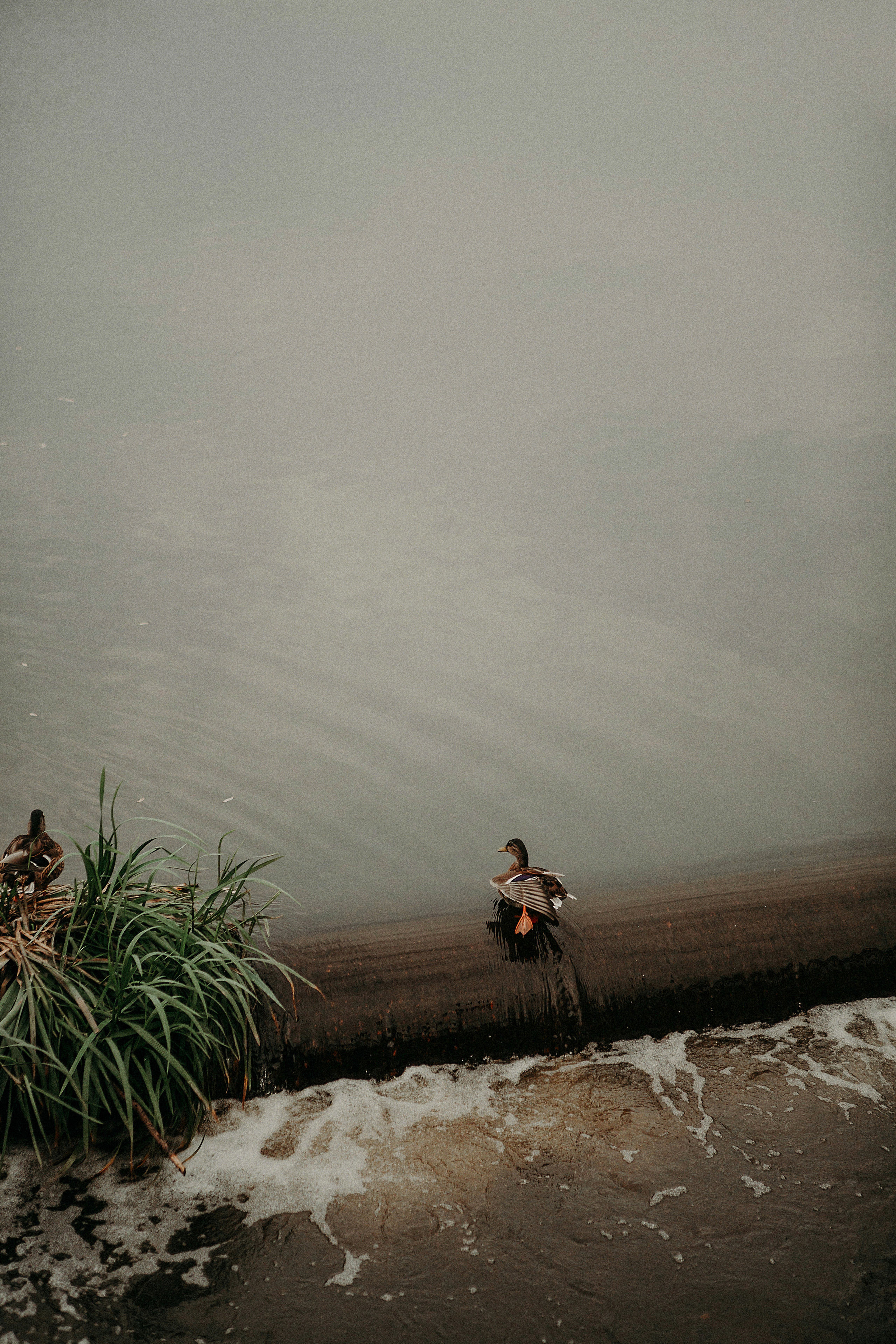 Свадебная прогулка Мытищи. Свадебное фото и видео Москва Кристина Музыка