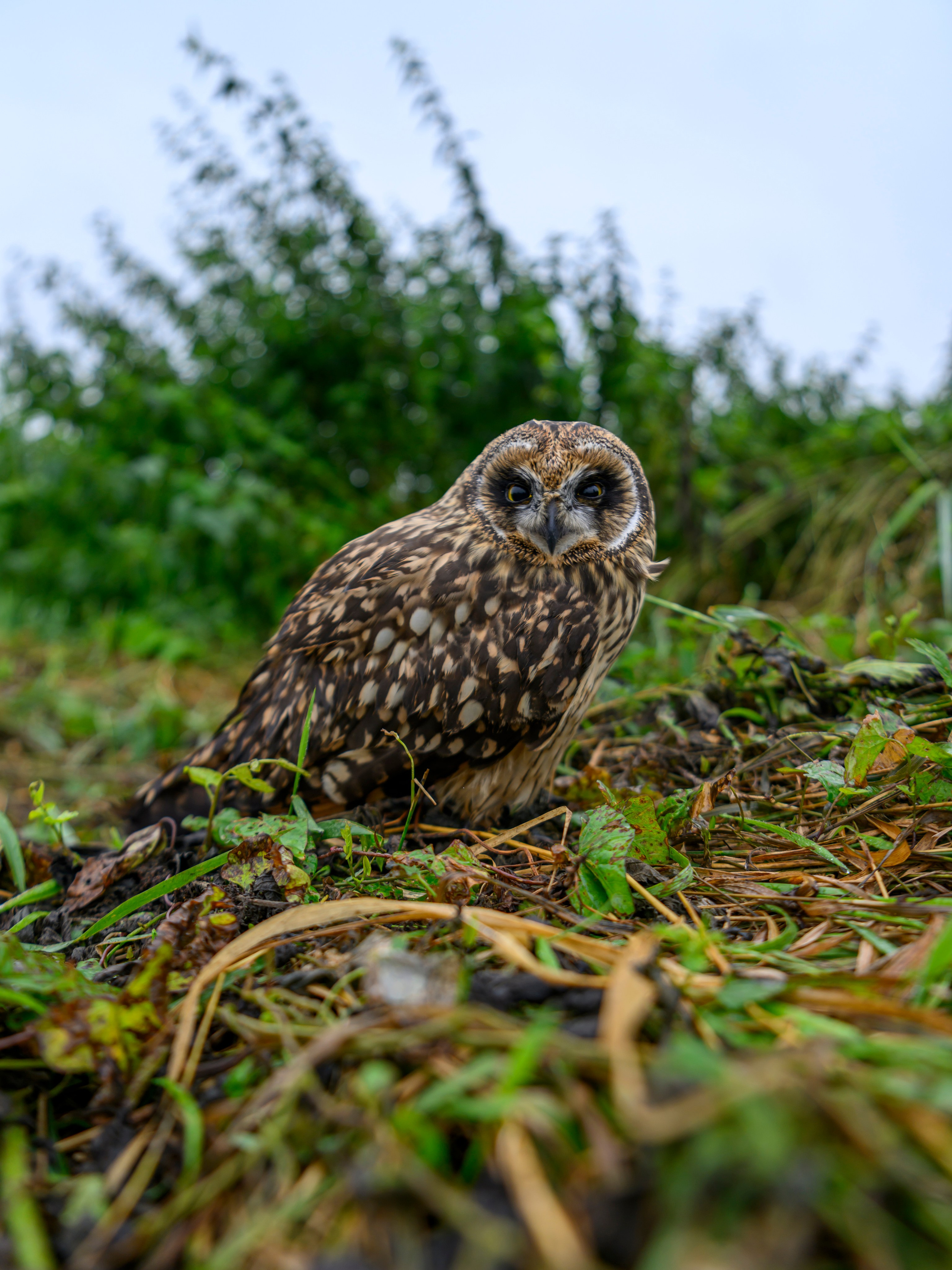 Фотосессия совенка | Owlet photo session. Фотограф Сергей Пупонин