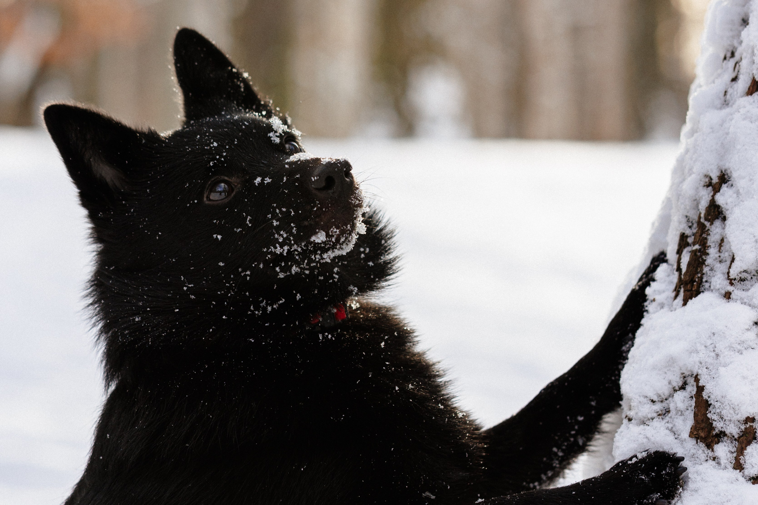 Юлия и Кит. Фотограф в Санкт-Петербурге Алёна Губинская