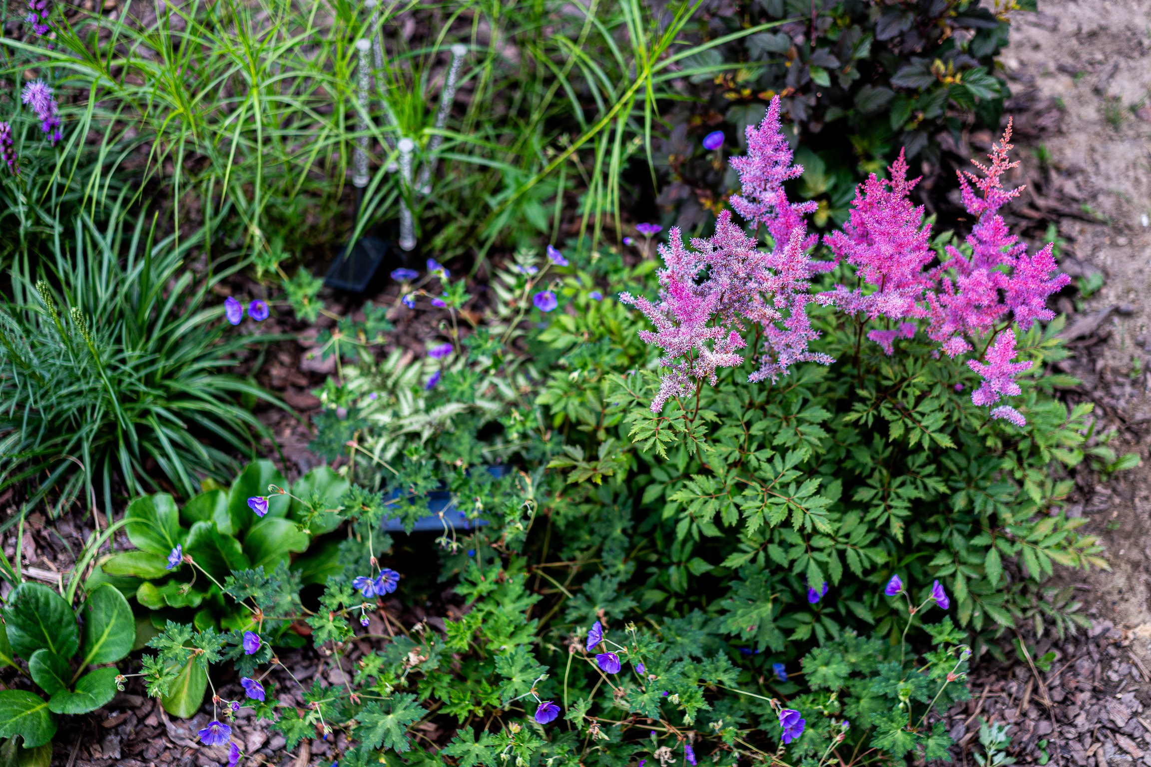 Сад «Эклектика». Студия ландшафтного дизайна в Москве. Love My Garden