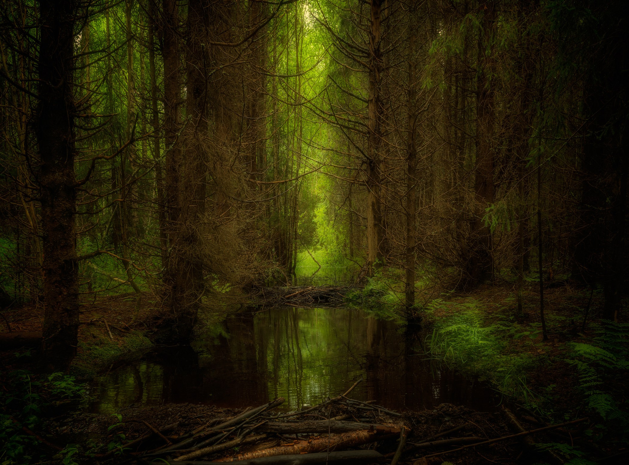 Volkovart.ru forest landscapes. Volkovart.online nature photography