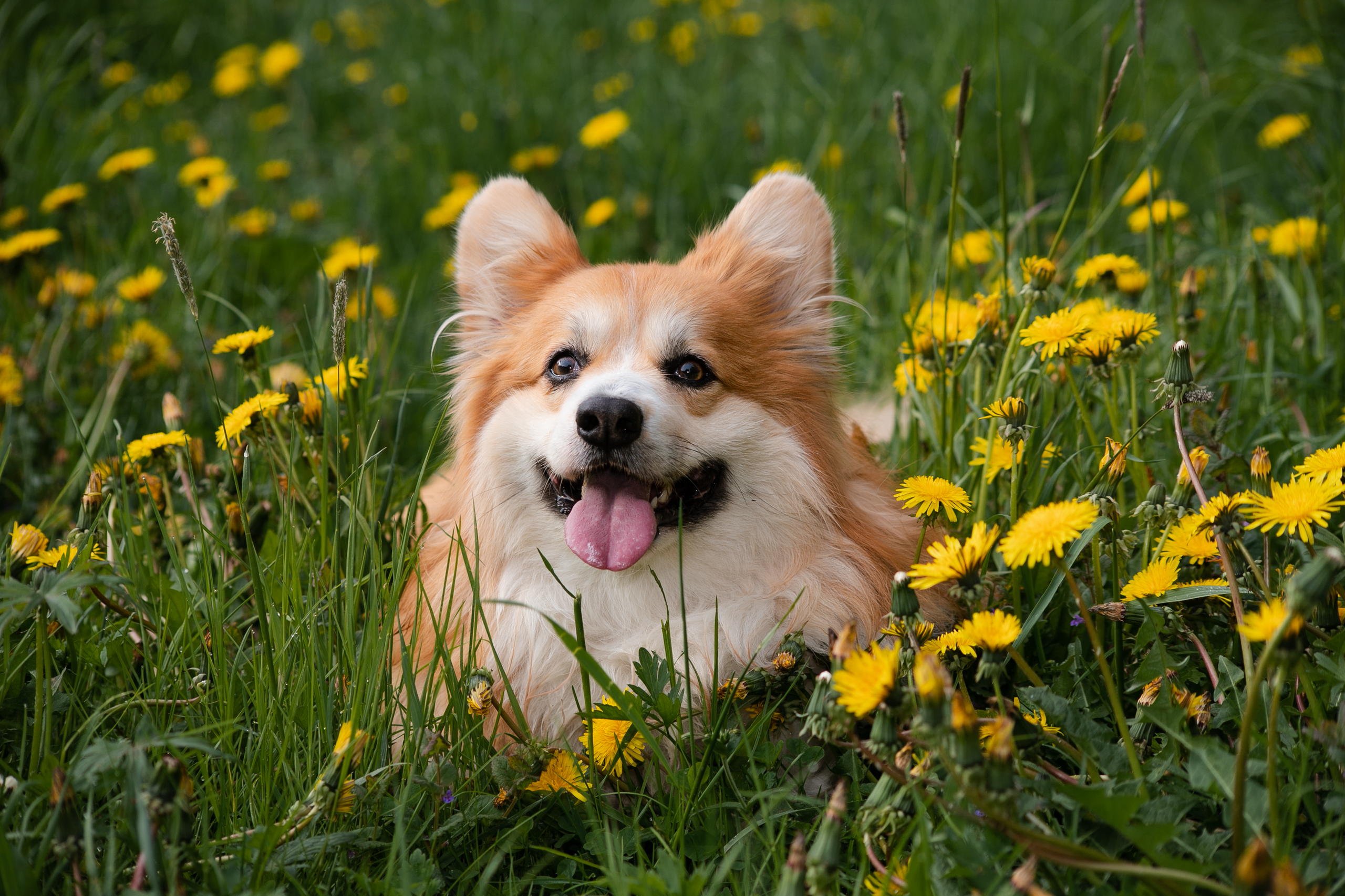 Фотосессия корги. Художественный фотограф в Санкт-Петербурге Елизавета Чева