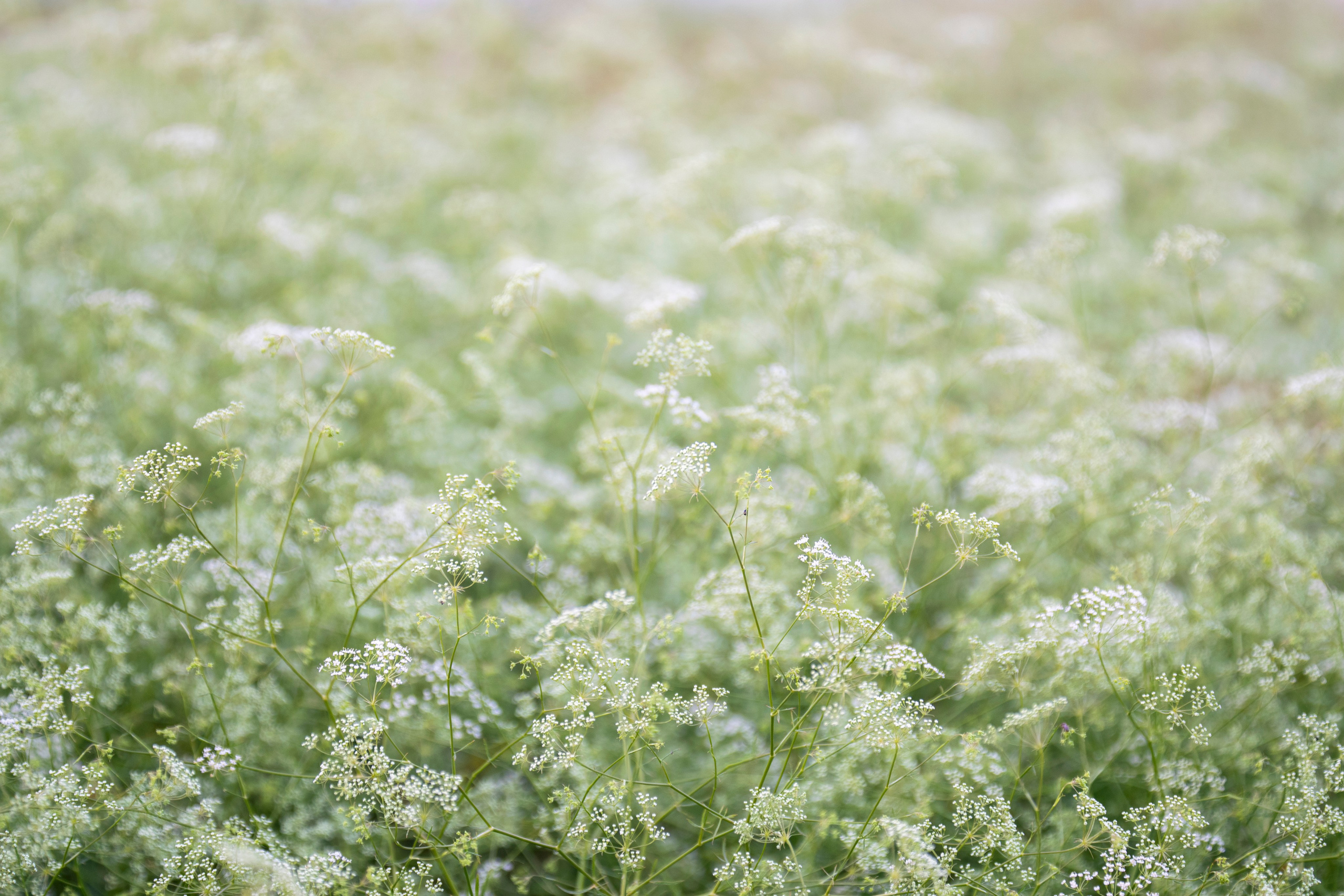Цветы. Фотограф Вадим Хмурковский