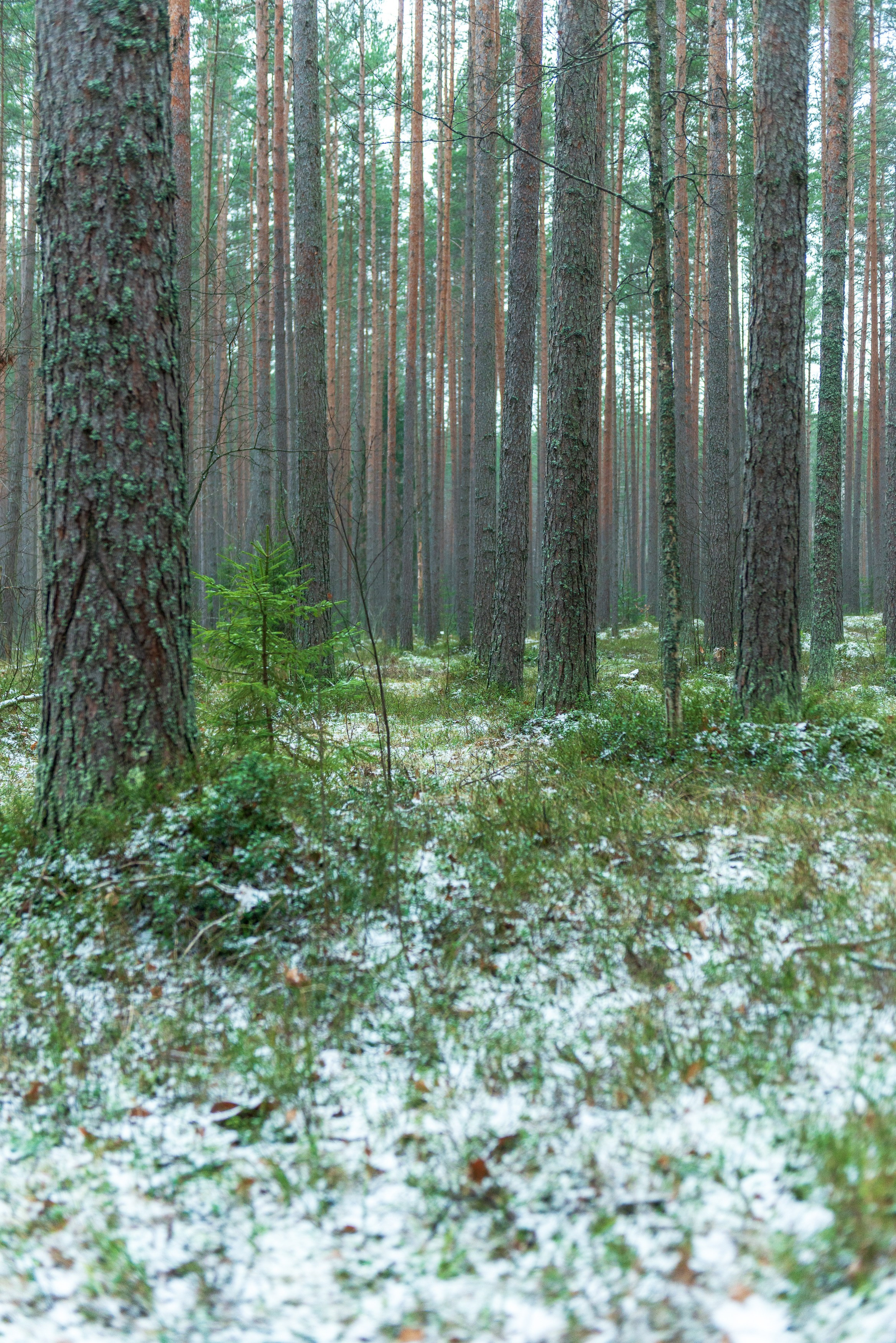 Landscape, nature, plants, details of the world around us. Personal website of photographer Dmitry Raikin