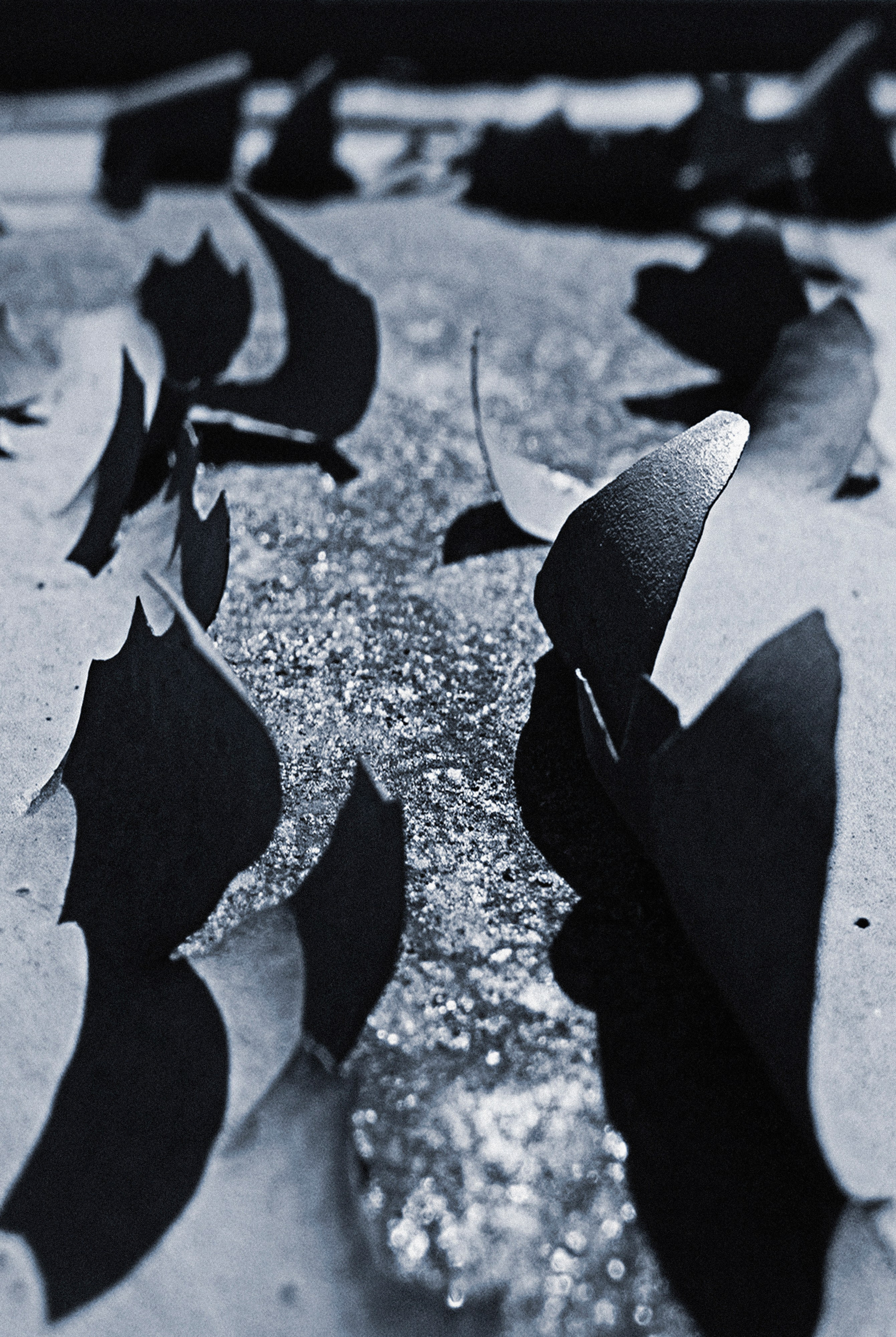 Фото. Фотограф Лагутин Анатолий