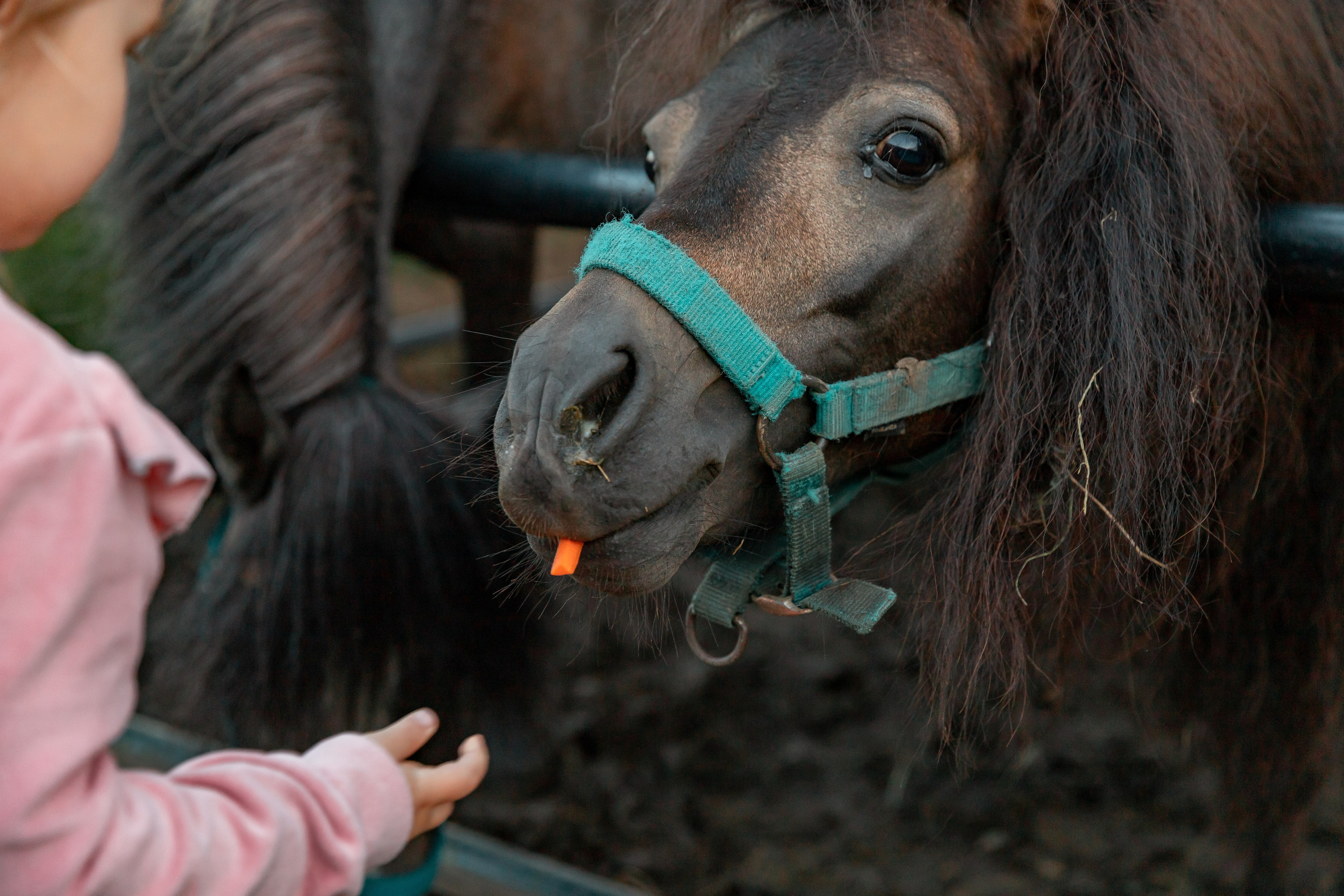 Семейная прогулка на ранчо. Детский и семейный фотограф в Красноярске Юлия Бирюкова