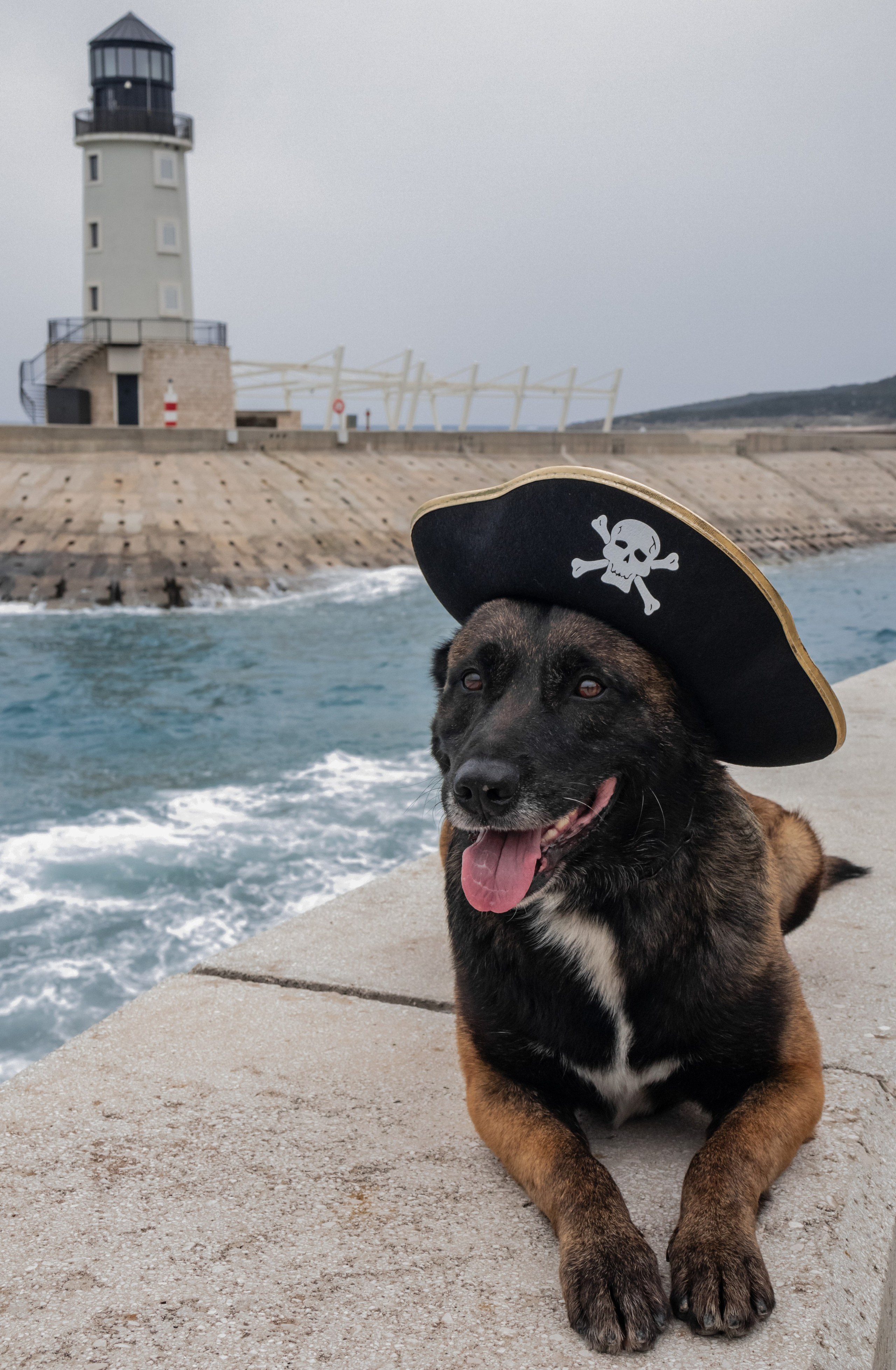 Photoshoot with a dog in Montenegro. Portrait photographer in Tivat Montenegro Katerina Kirsanova