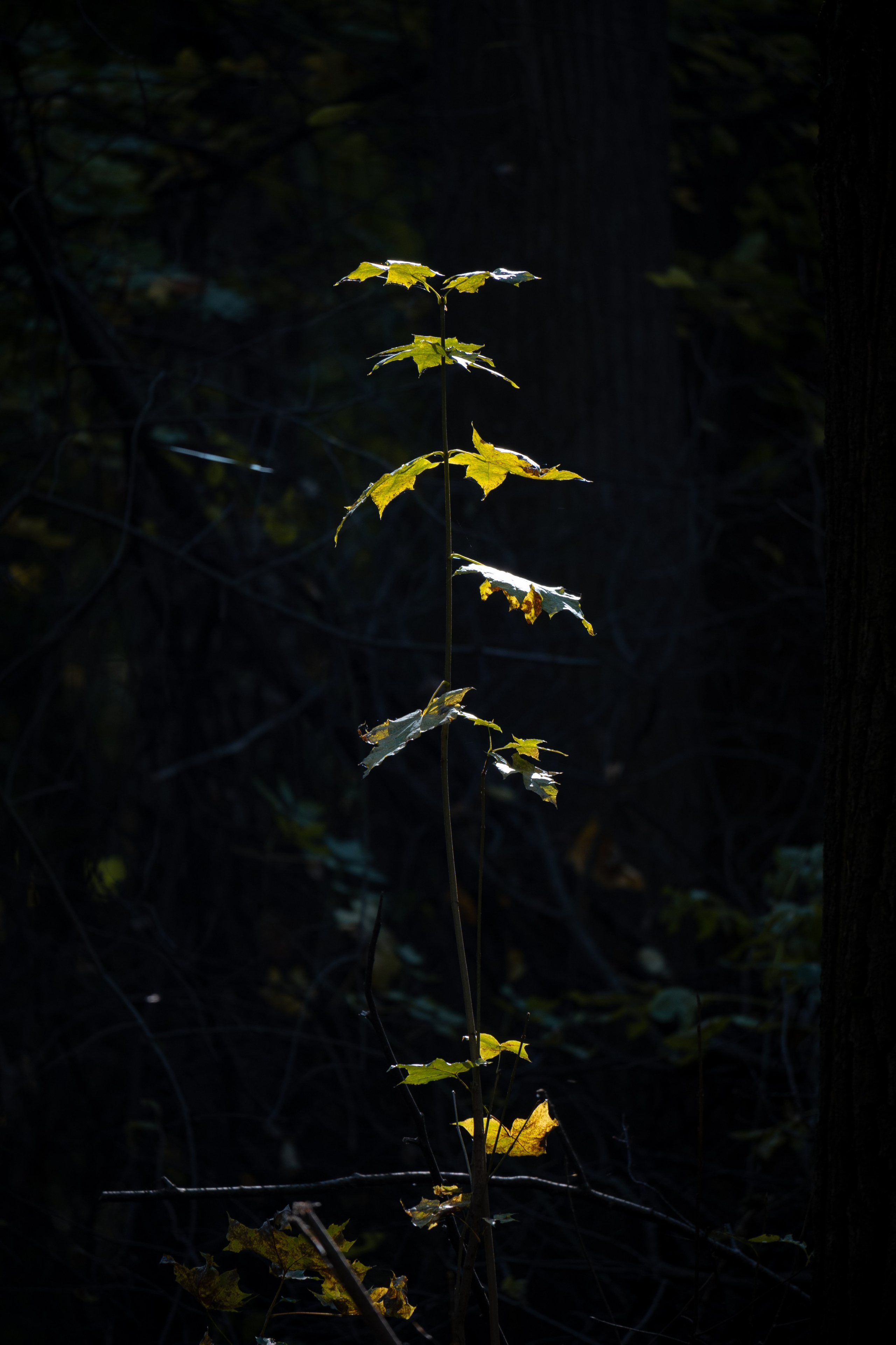 20241012 Измайлово. Дмитрий Ремизов. Фотография, как хобби