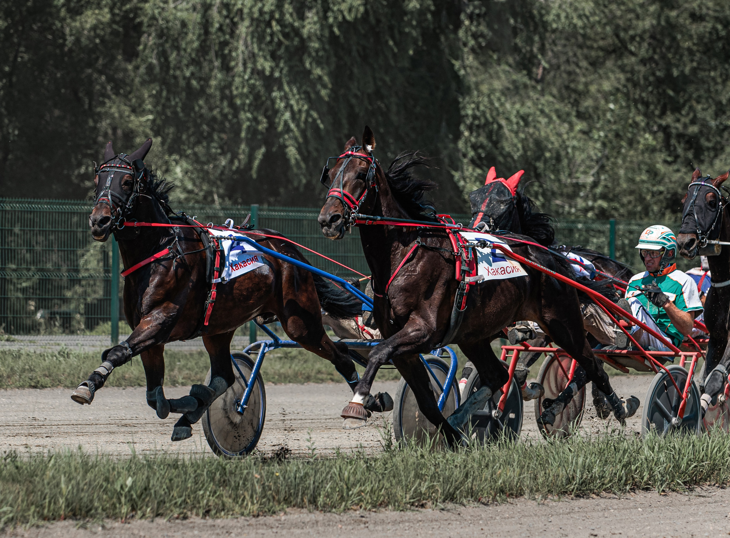 Зарисовки Абаканский ипподром 2025. Конный фотограф в Красноярске — Любовь Похабова