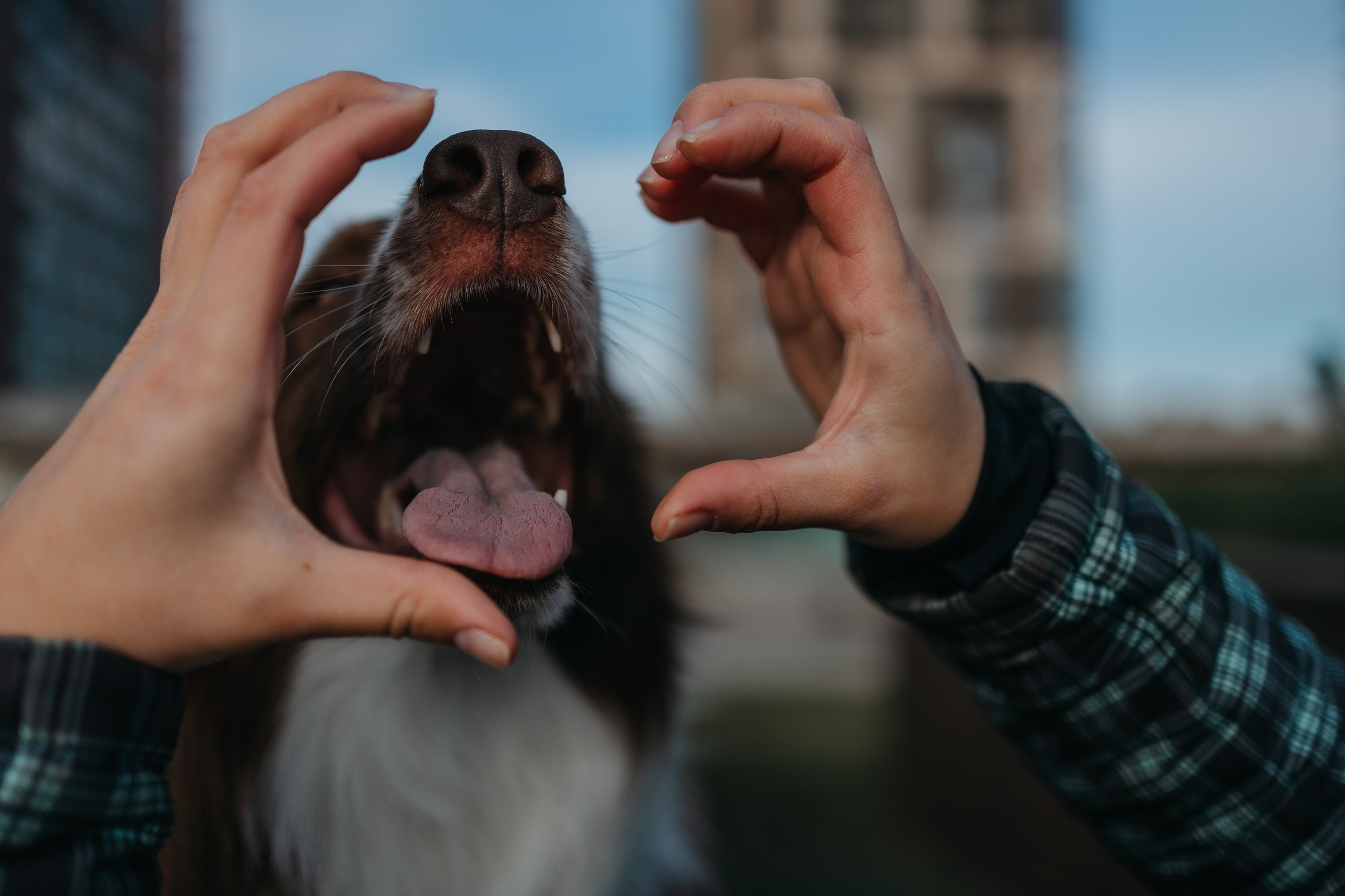 Маша и Тори. Фотограф — анималист Светлана Кысса|фотограф собак в Краснодаре и Нижнем Новгороде