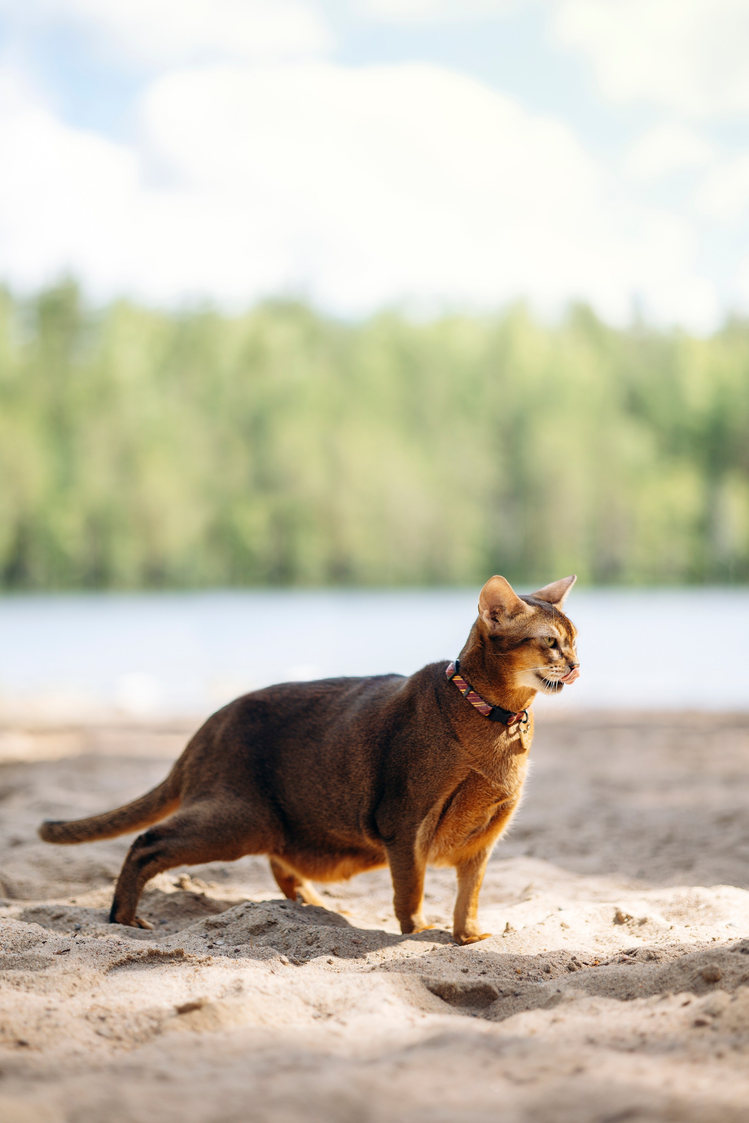 Котофеи и их семья. Фотограф — Анималист | Санкт-Петербург