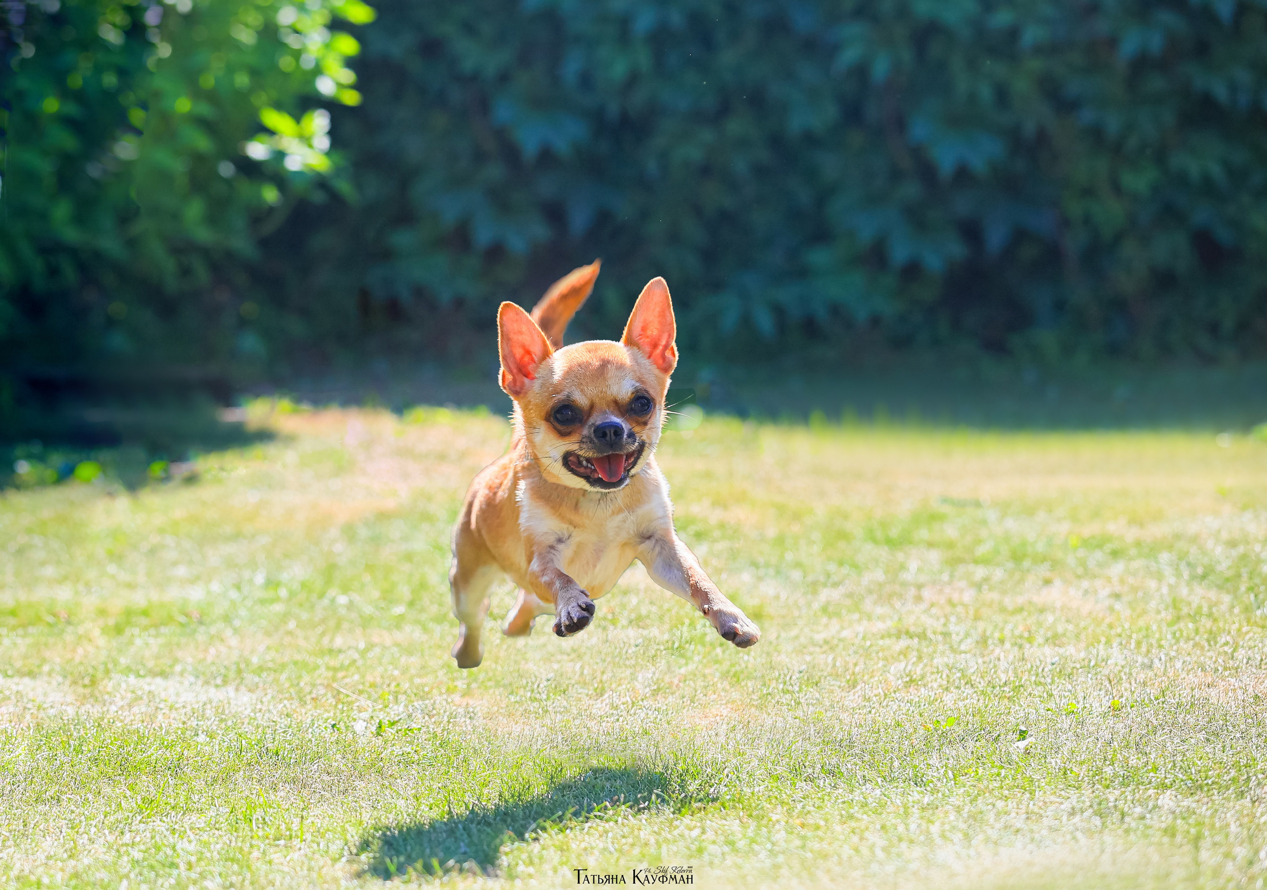 Чухуа хуа, собака в цветах, красивая собака, фотограф анималист, фотокурс Анималистика, научиться фотографировать собак, фотограф Новосибирск