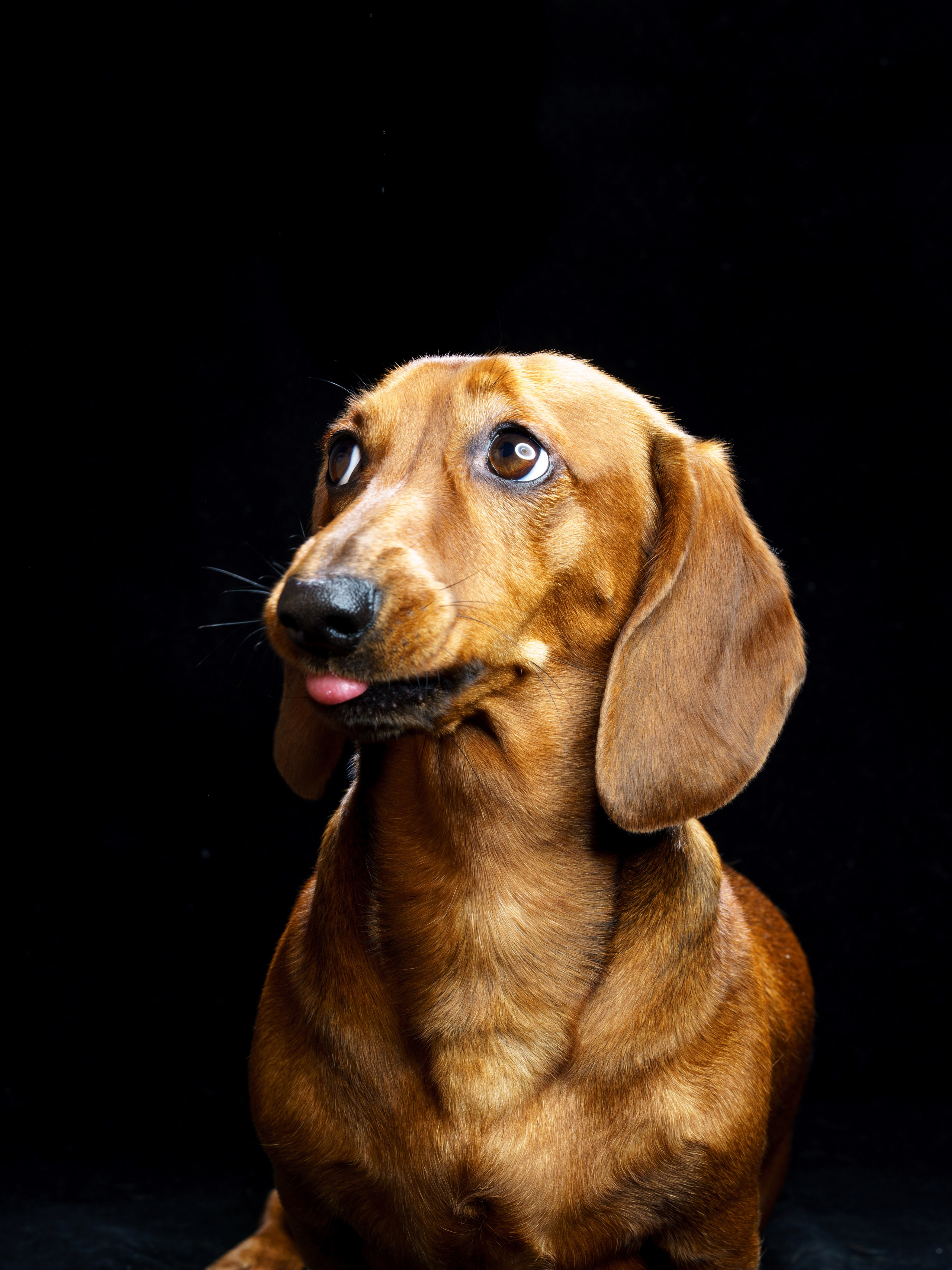 Съемки с животными. КЕД Студия-контент агентство полного цикла СПБ. Создаём фото, видео и контент, который помогает брендам и селлерам продавать больше