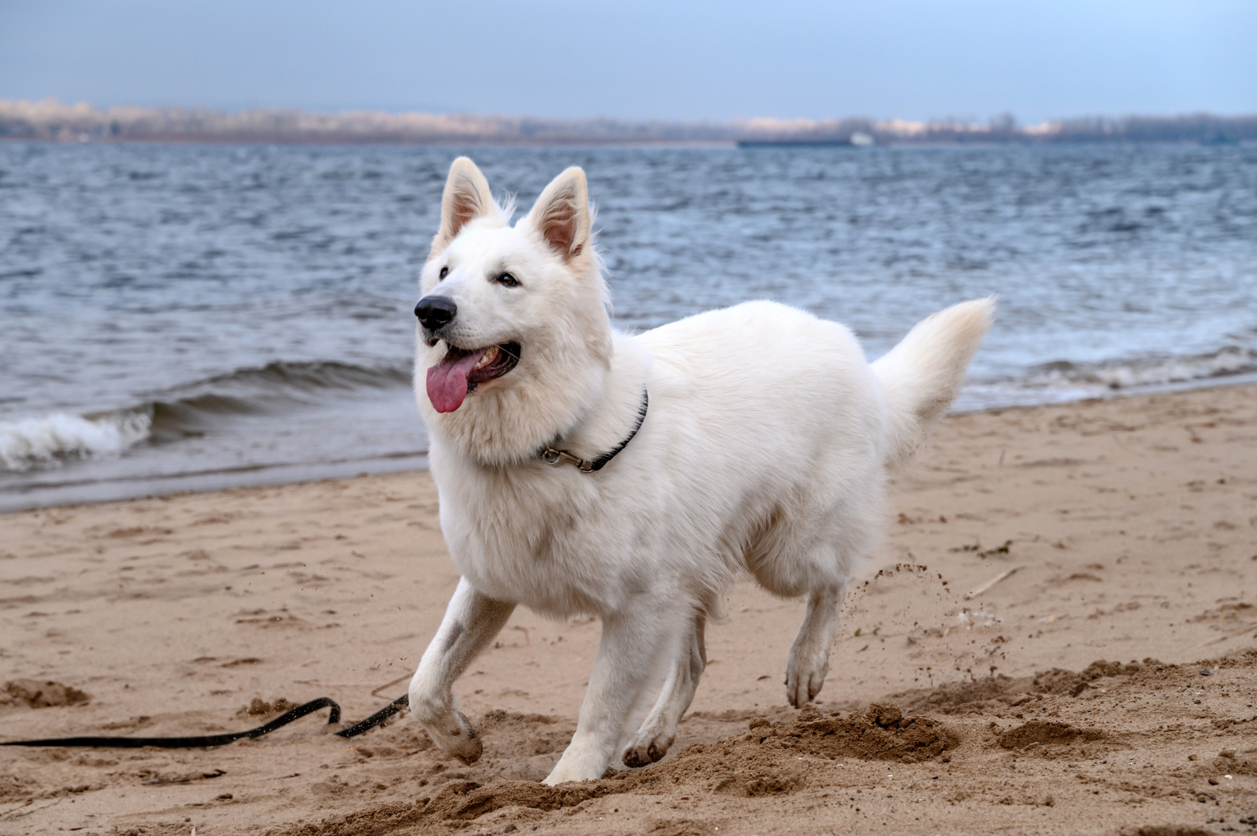 Рома, Оля и Оскар. Фотограф в Самаре Погребнякова Мария