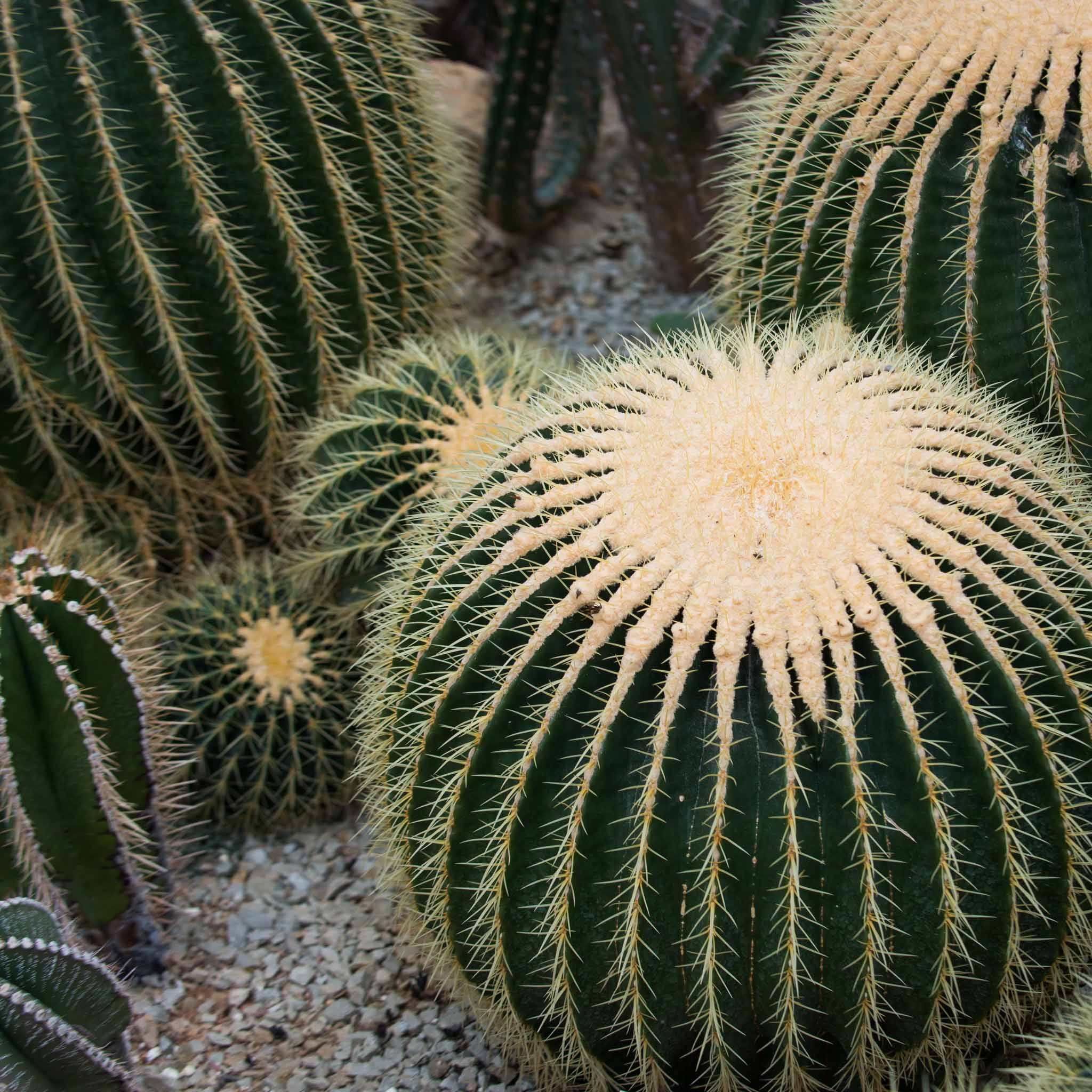 Симеиз-Ялта. Друзья. Юлия Розанова, коммерческий фоторепортаж в Москве