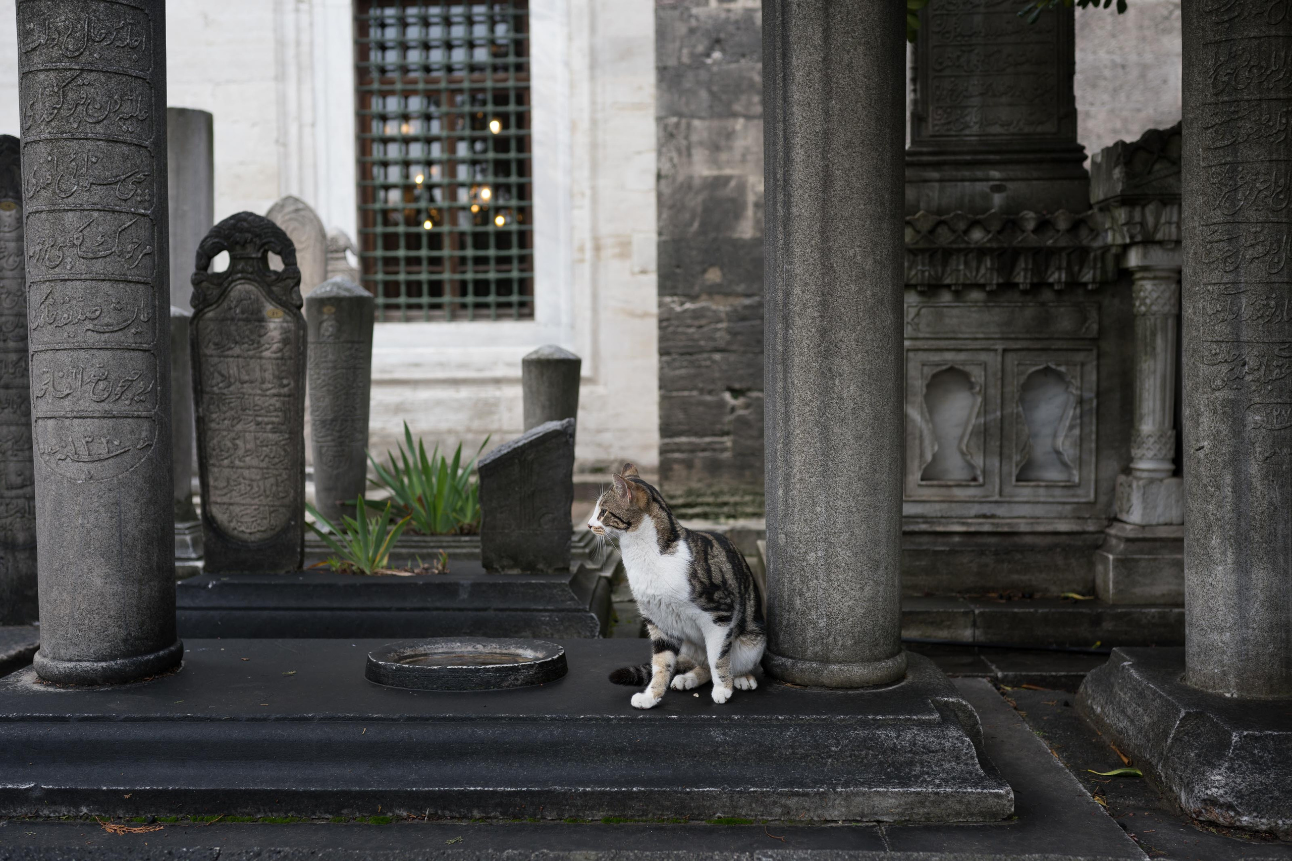 Стамбул '20. Юлия Розанова, коммерческий фоторепортаж в Москве