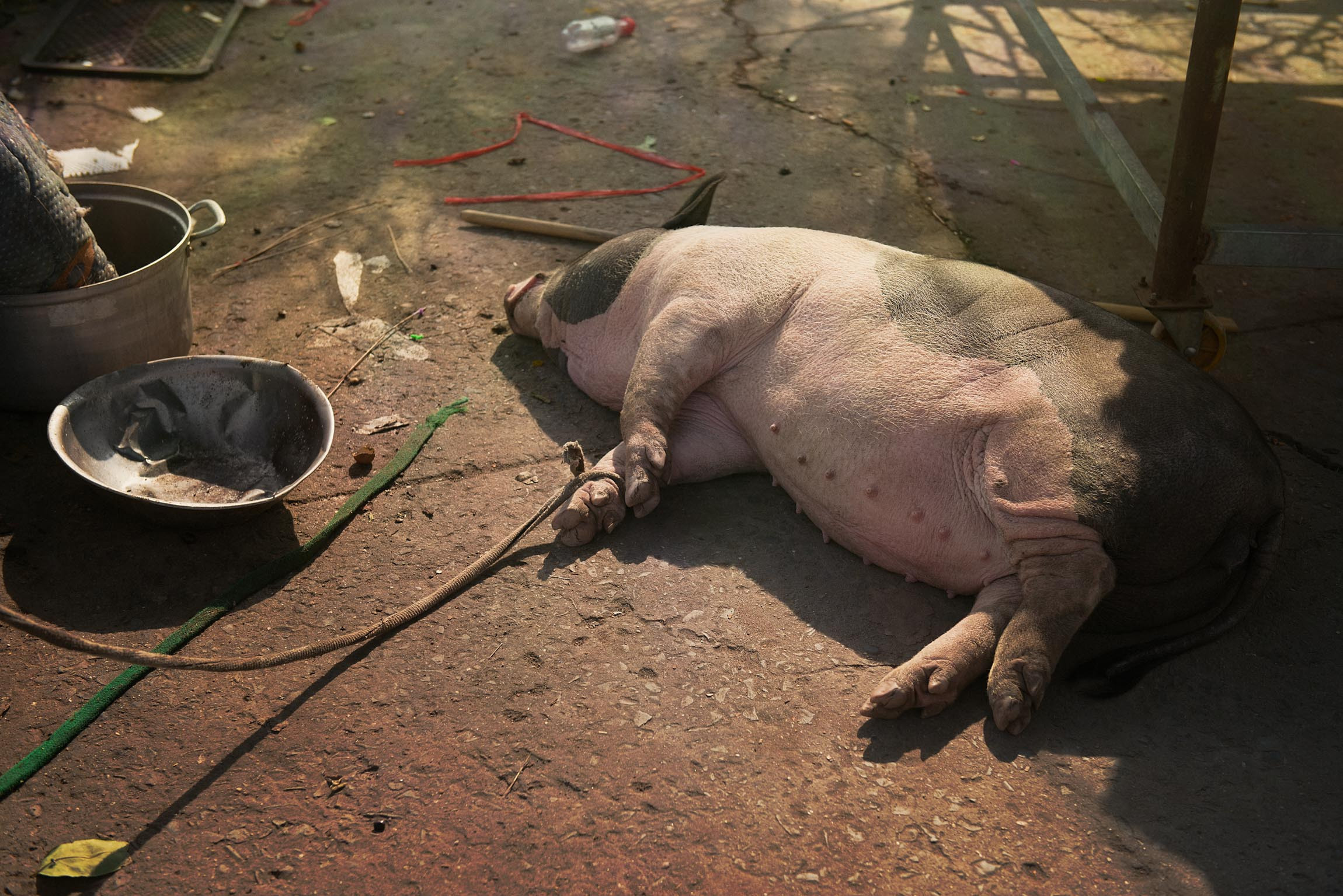 Фотопрогулка. Январь 2019. Юлия Розанова, коммерческий фоторепортаж в Москве