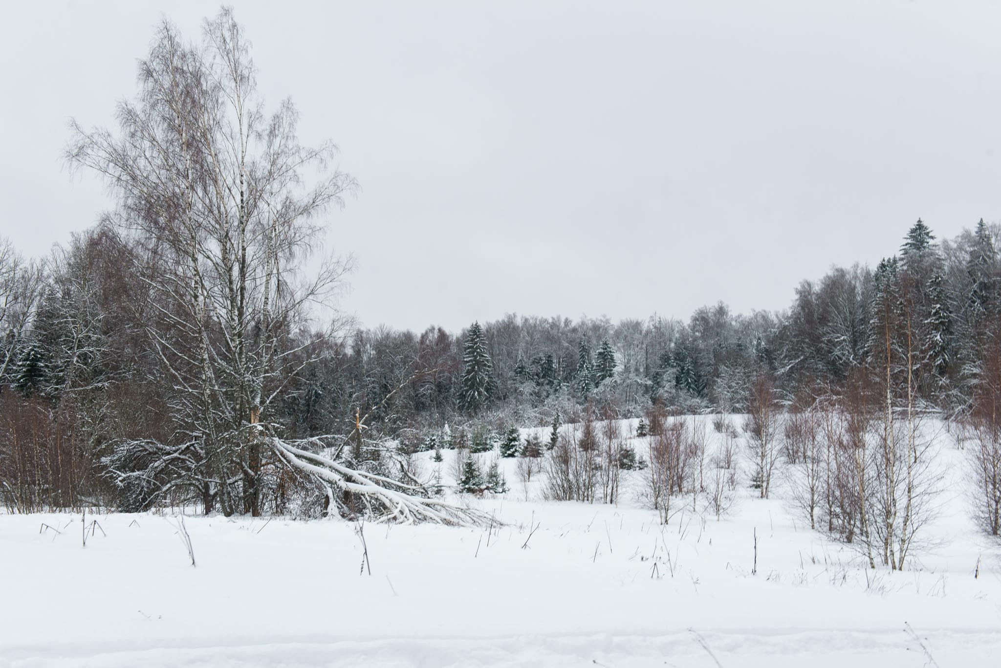 Московская обл. Шахматово. Юлия Розанова, коммерческий фоторепортаж в Москве