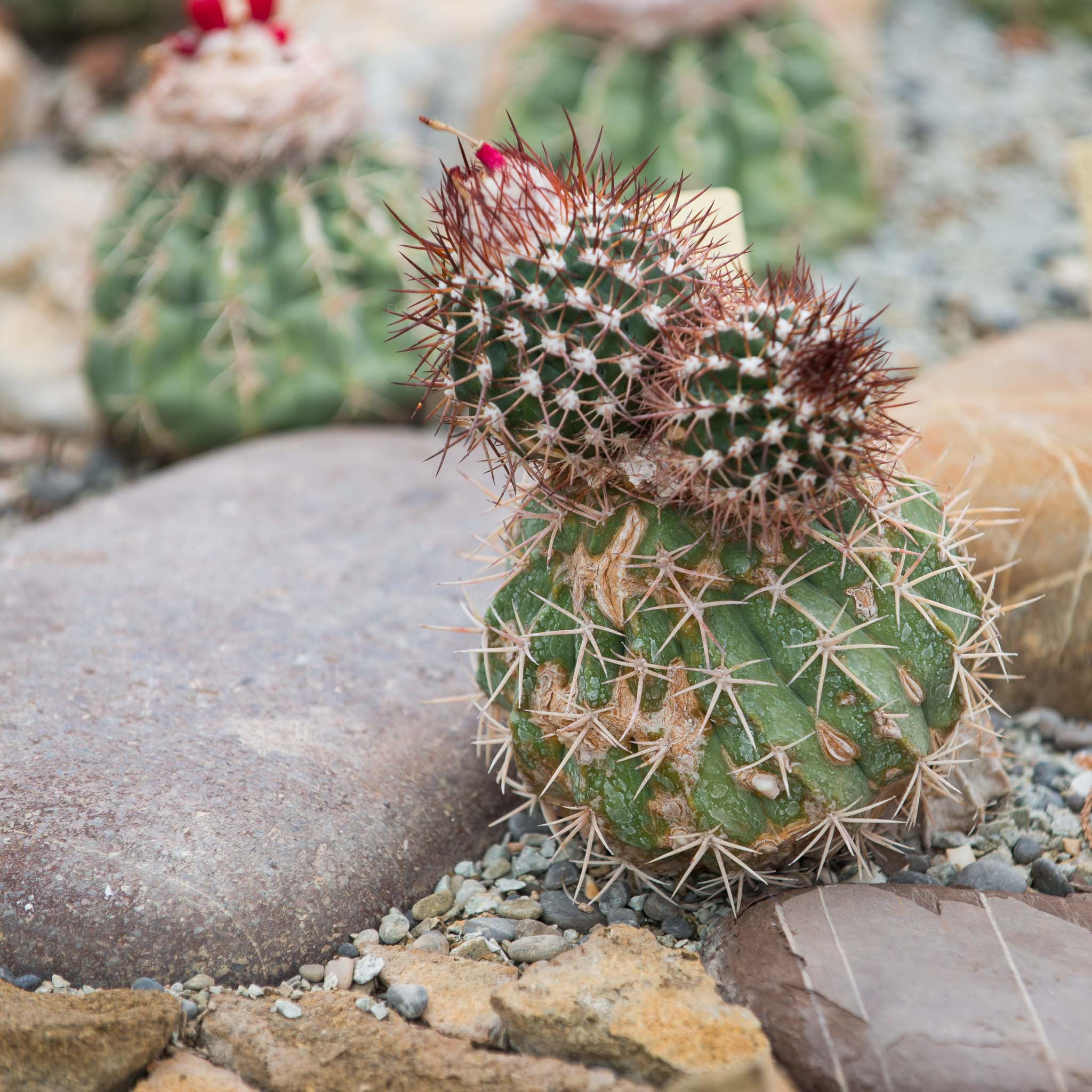 Симеиз-Ялта. Друзья. Юлия Розанова, коммерческий фоторепортаж в Москве