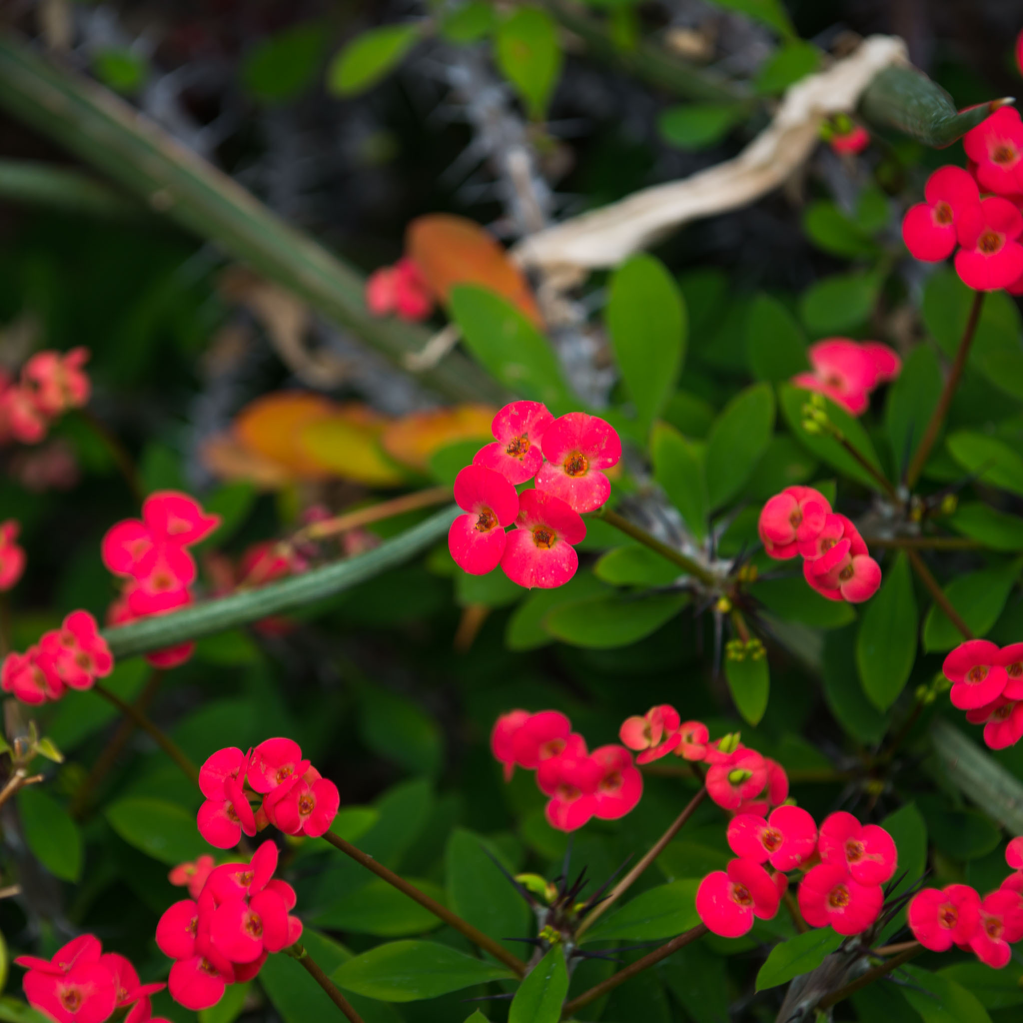 Симеиз-Ялта. Друзья. Юлия Розанова, коммерческий фоторепортаж в Москве