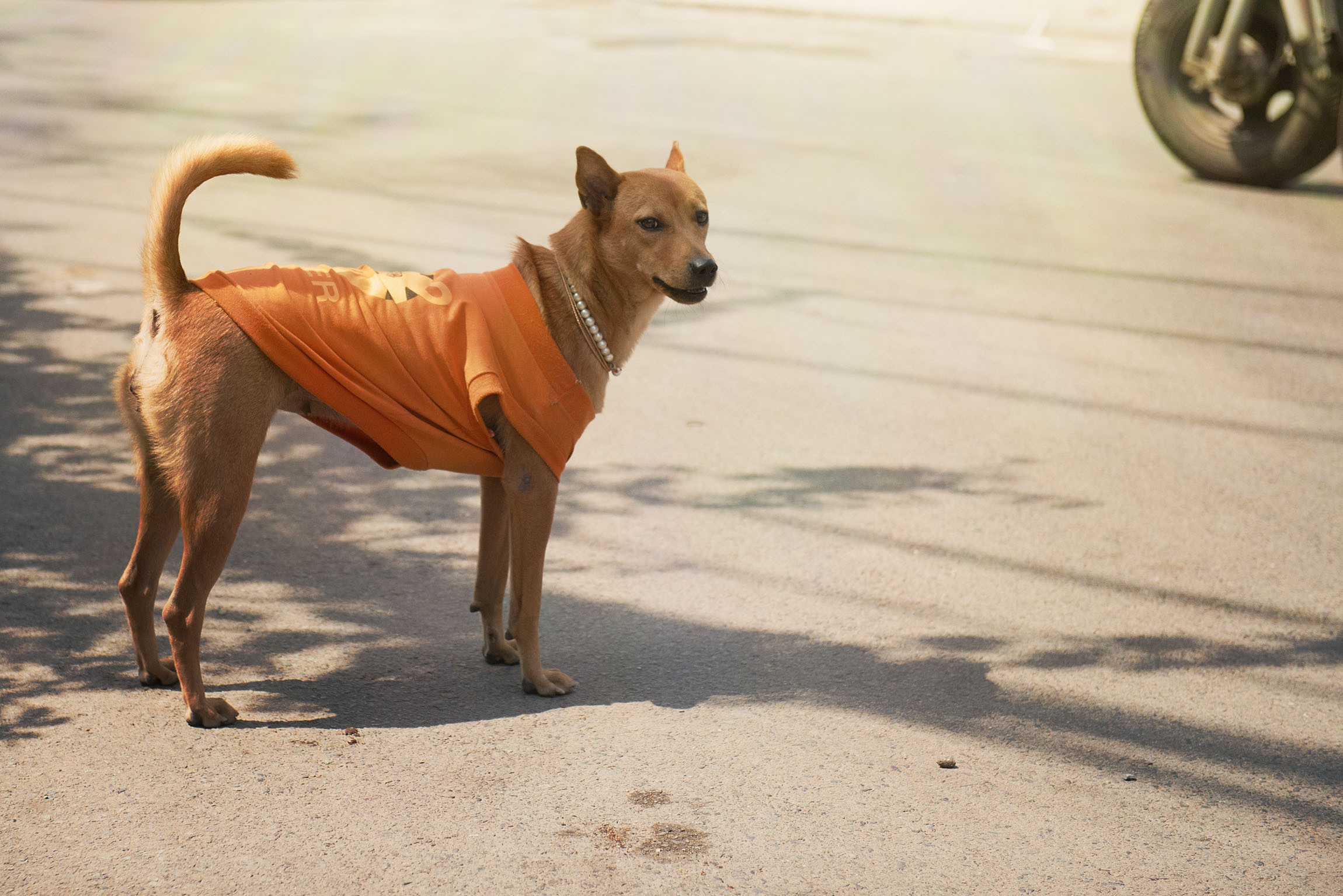 Фотопрогулка. Январь 2019. Юлия Розанова, коммерческий фоторепортаж в Москве