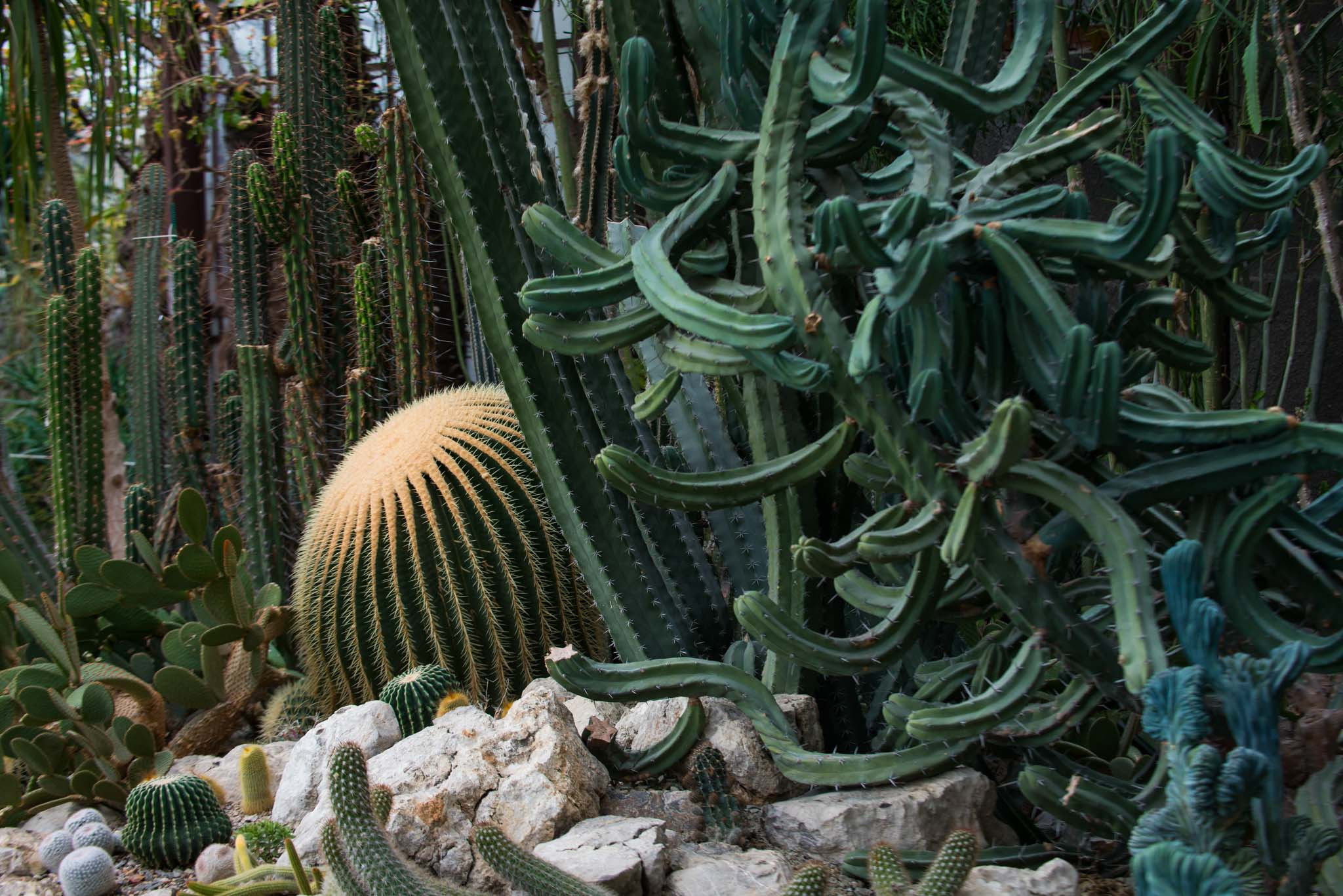 Симеиз-Ялта. Друзья. Юлия Розанова, коммерческий фоторепортаж в Москве