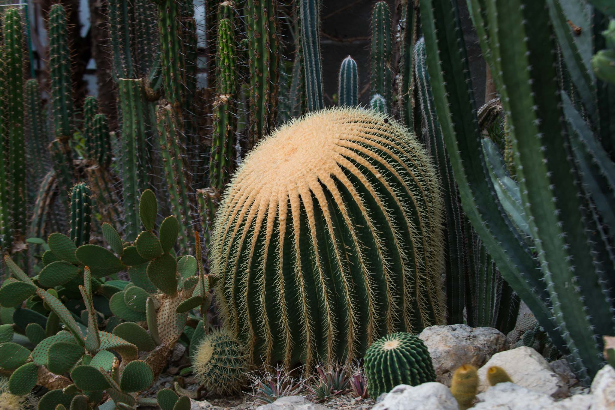 Симеиз-Ялта. Друзья. Юлия Розанова, коммерческий фоторепортаж в Москве