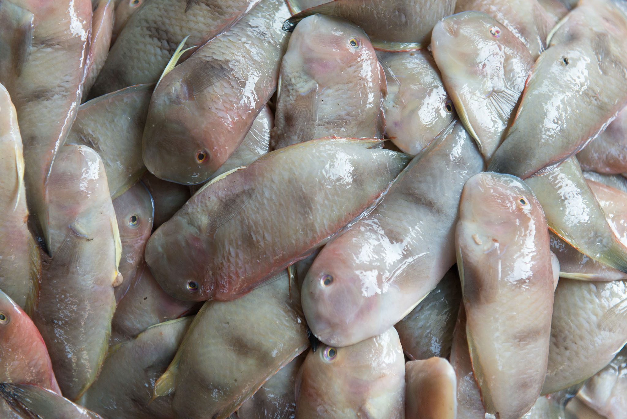 Фотопрогулка'17. Юлия Розанова, коммерческий фоторепортаж в Москве