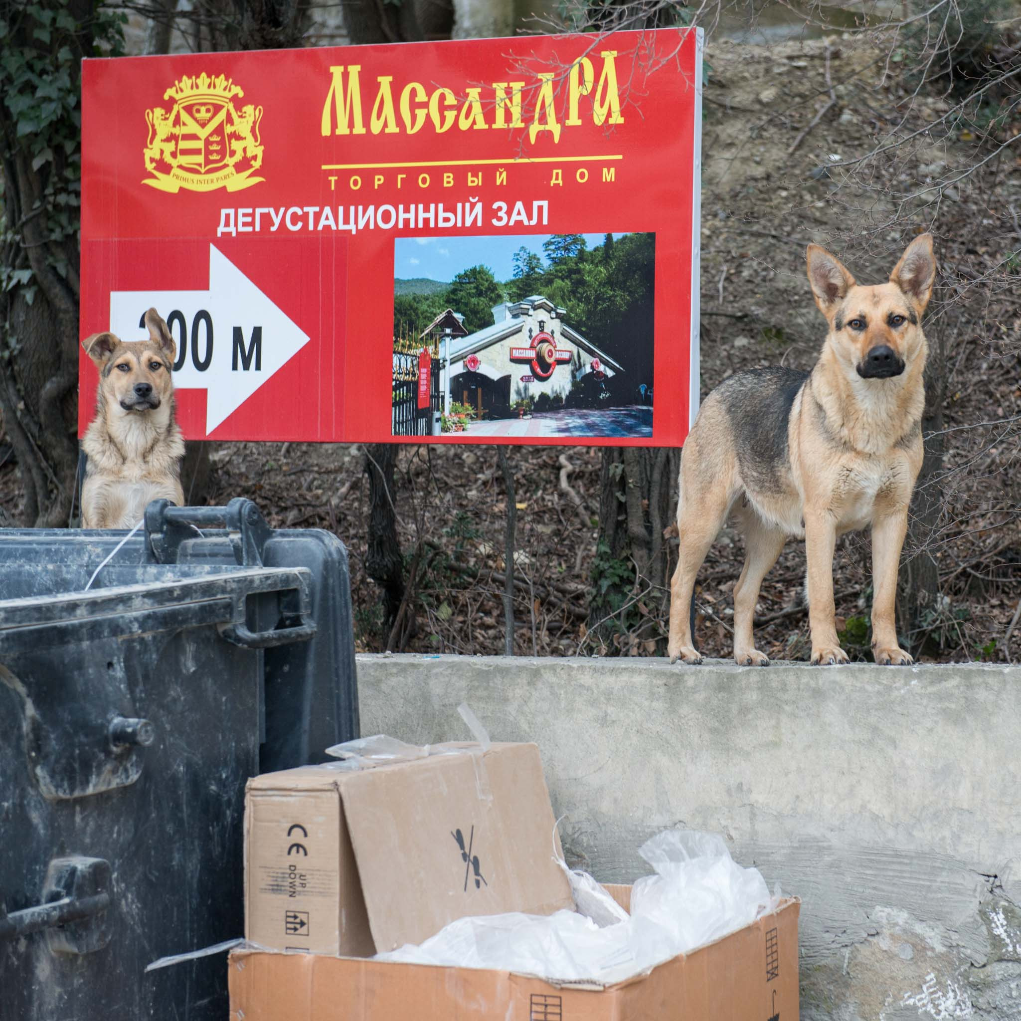 Симеиз-Ялта. Друзья. Юлия Розанова, коммерческий фоторепортаж в Москве