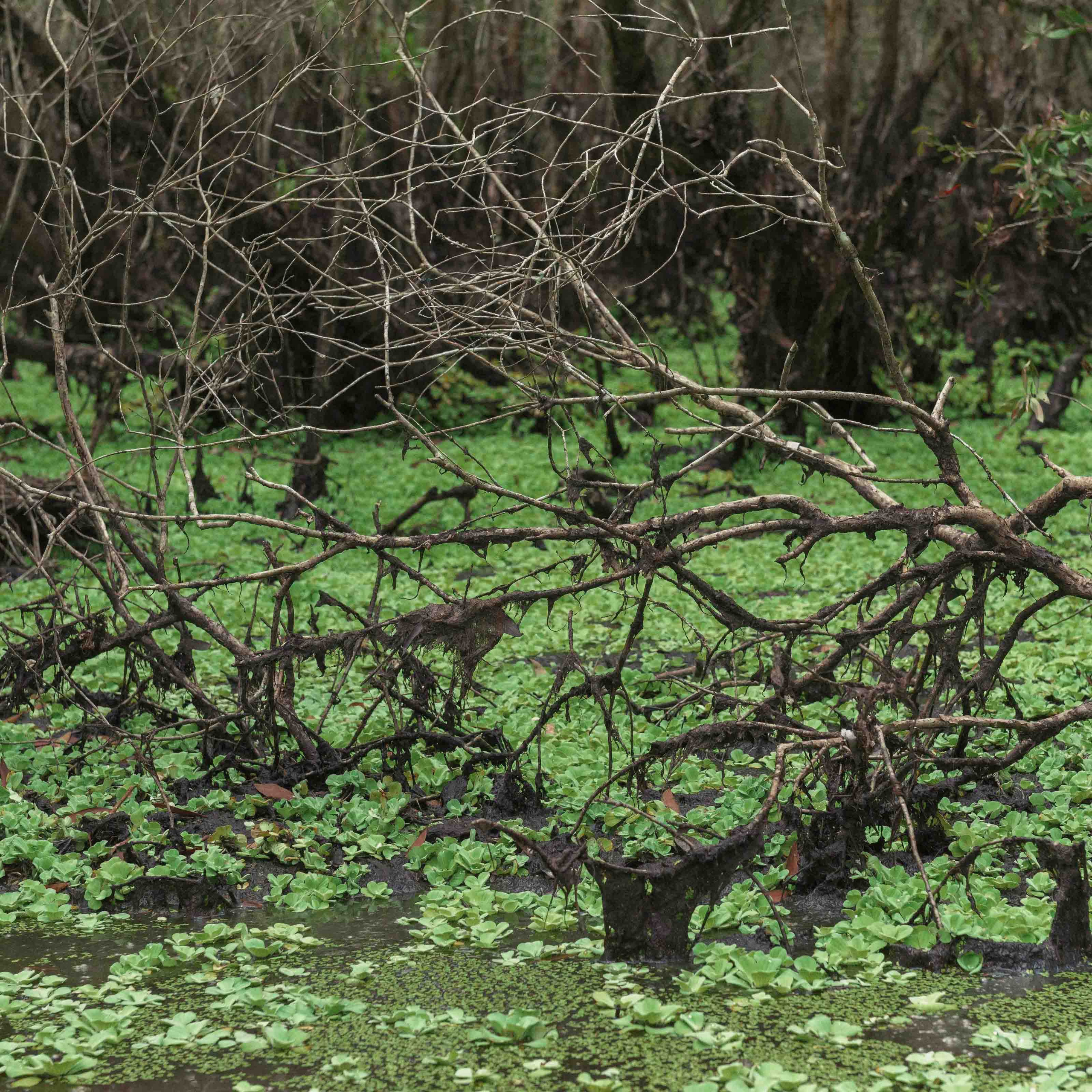 Тяудок. Март 2018. Юлия Розанова, коммерческий фоторепортаж в Москве